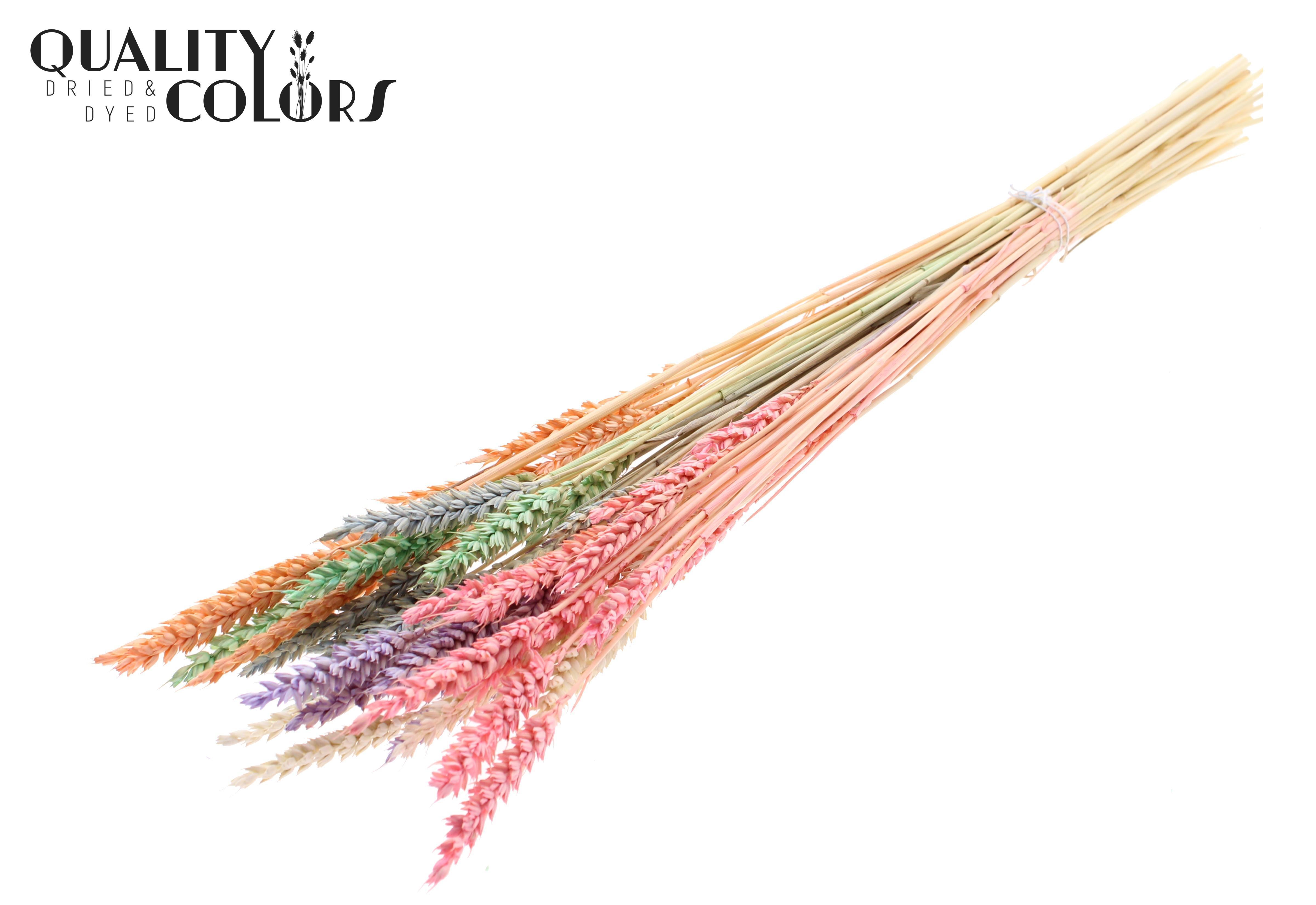 Triticum Pastel Mix Per Bunch 60cm