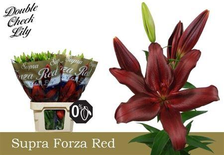 Li La Forza Red
