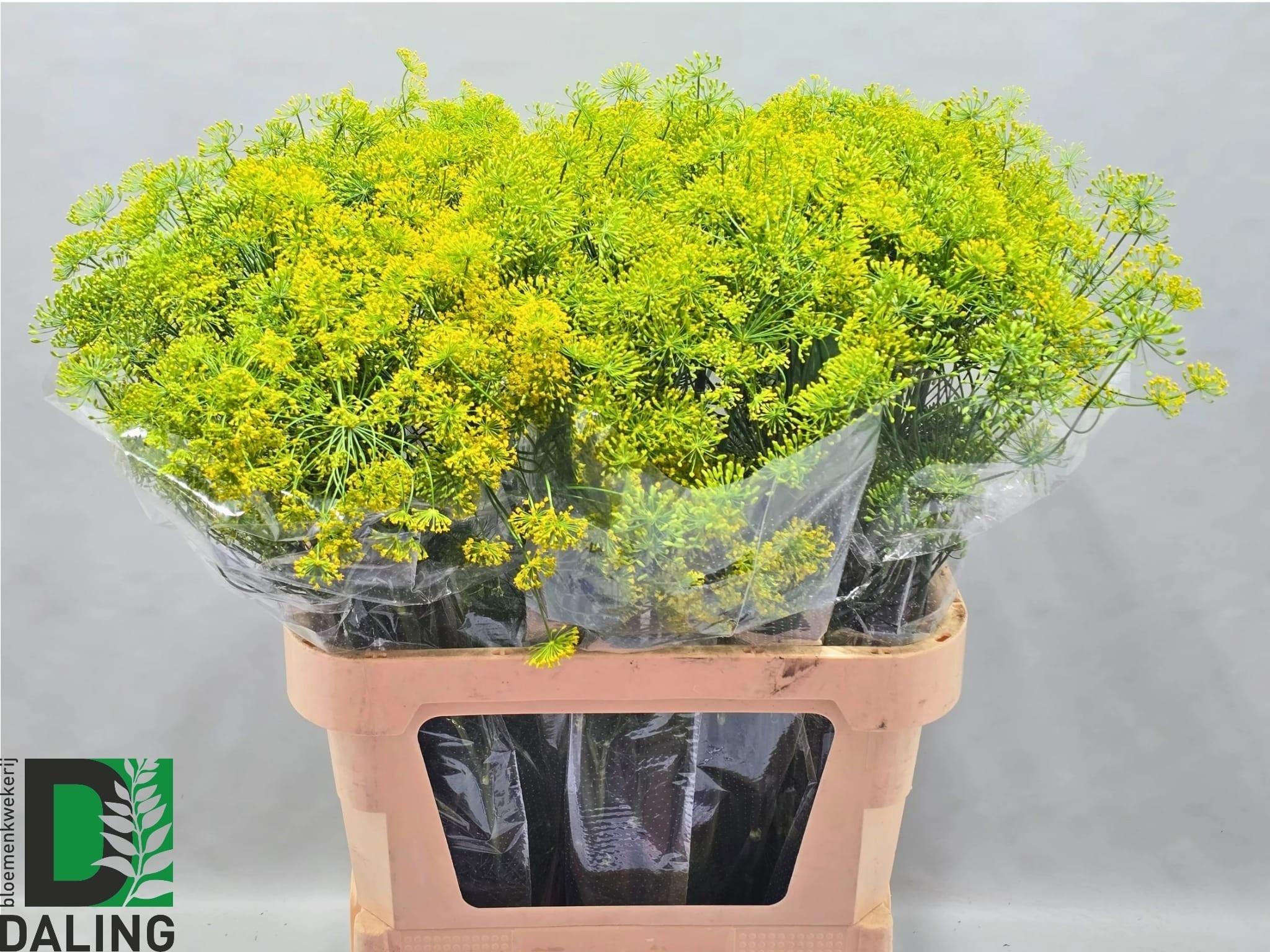 Anet Graveolens