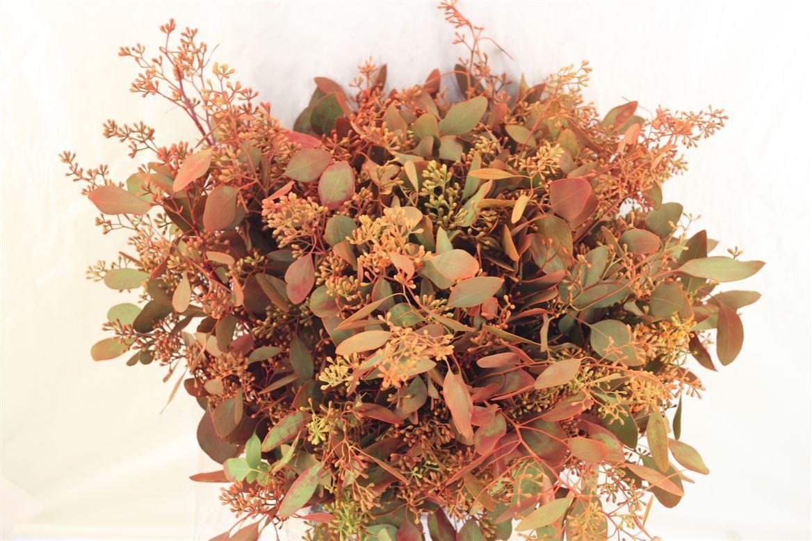 Euca Populus Berry 200gr De Luxe P Bunch