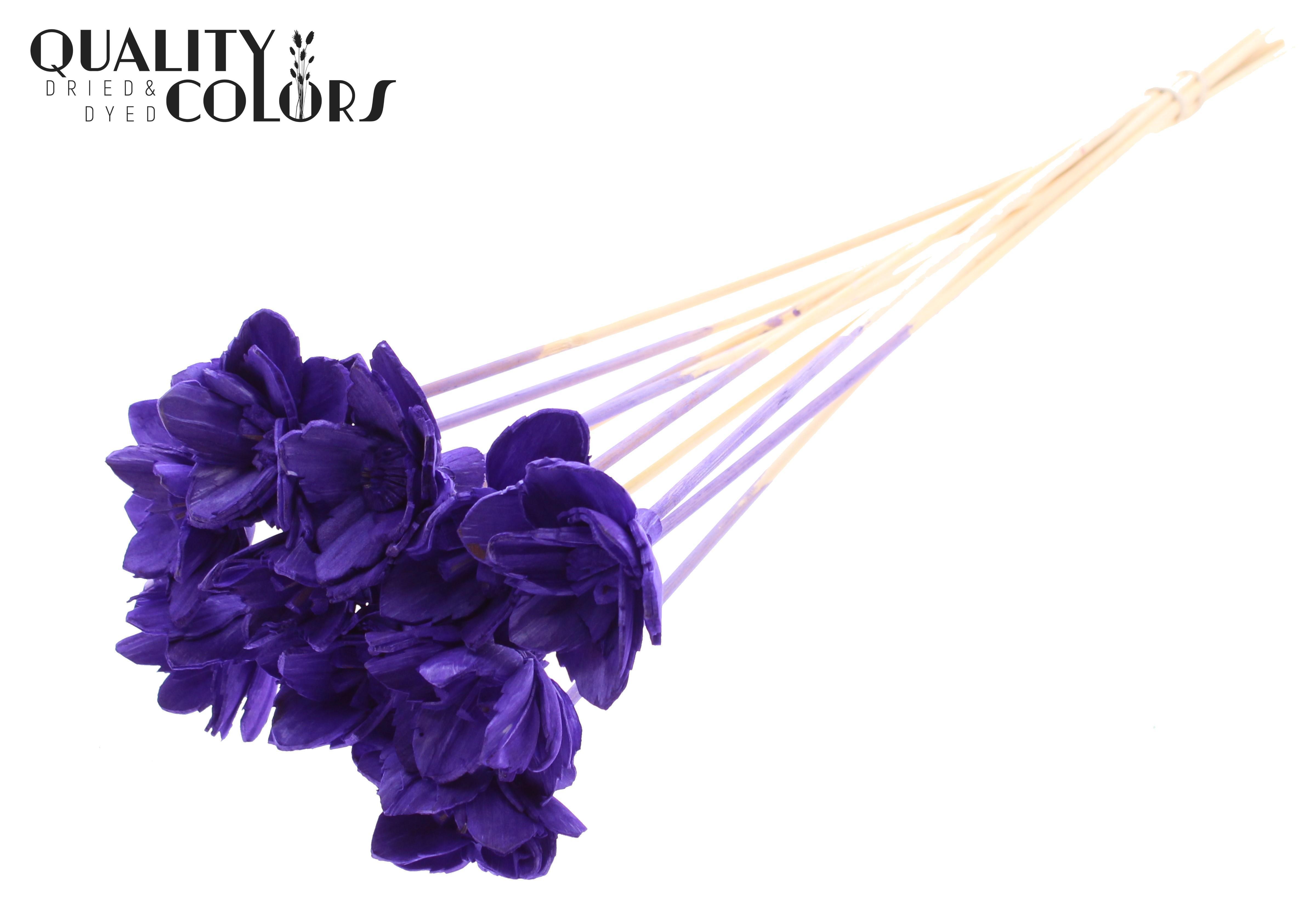 Shola Queen Purple 50cm