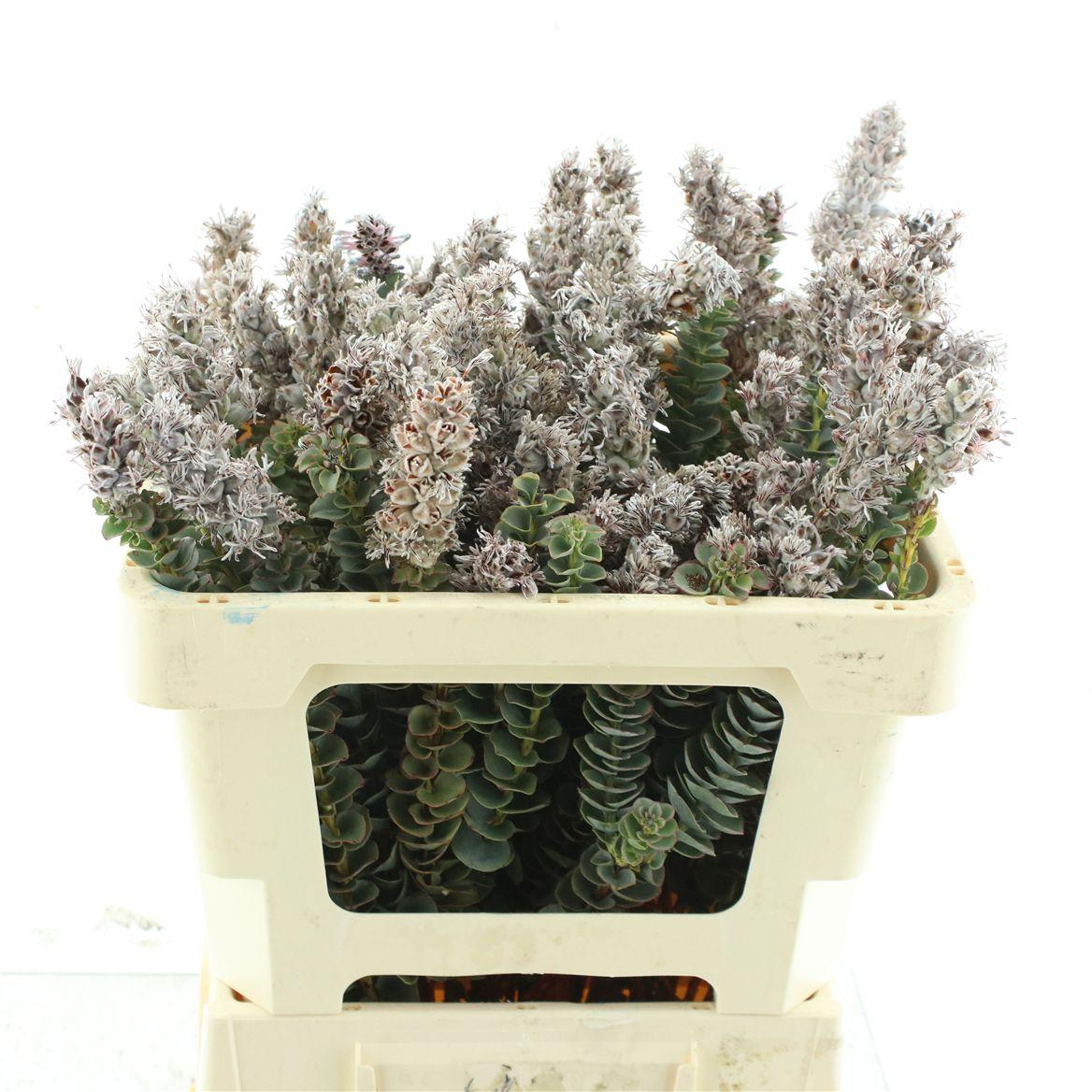 Kaaps Paranomous Flowering