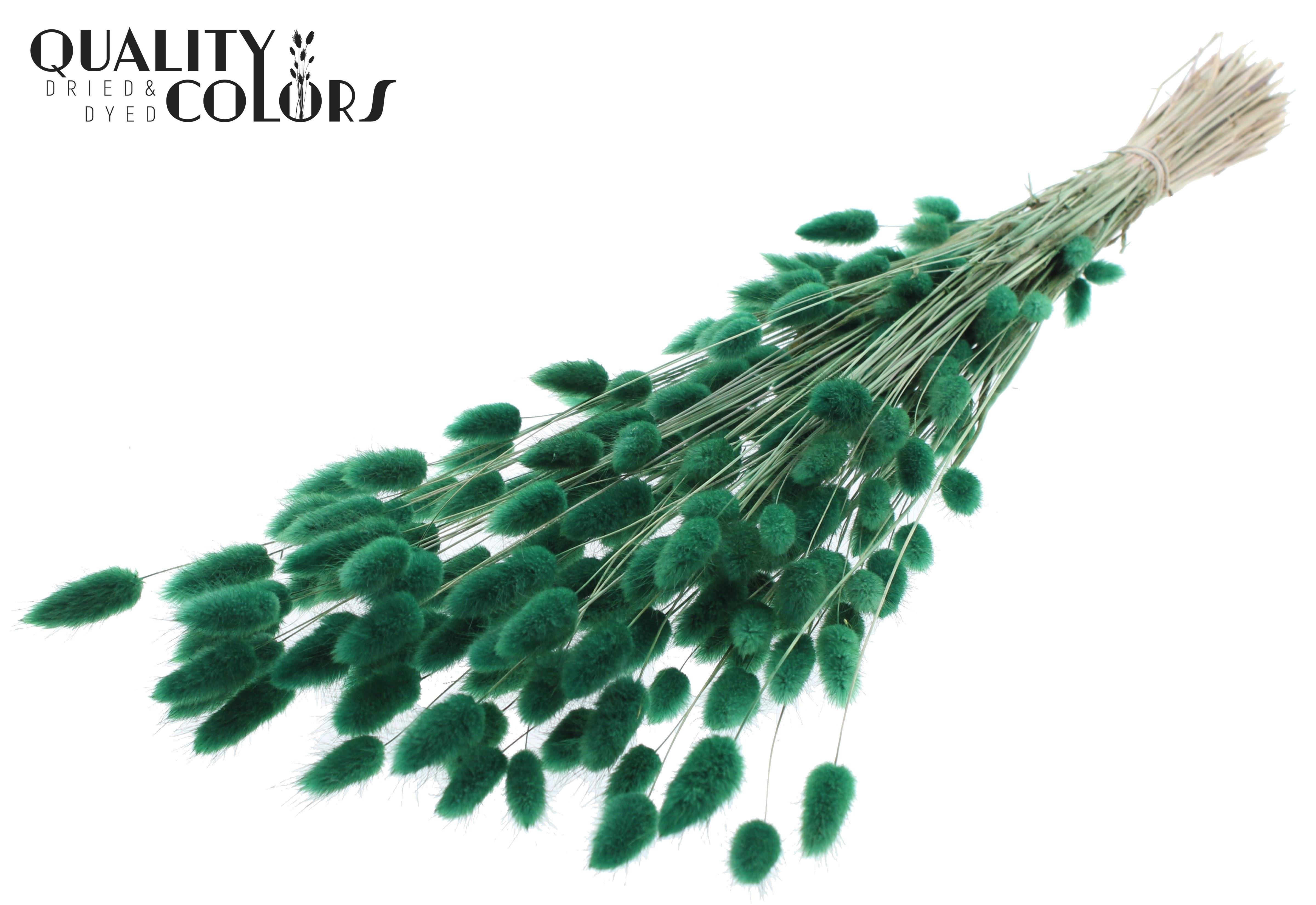 Lagurus Green Per Bunch 70cm