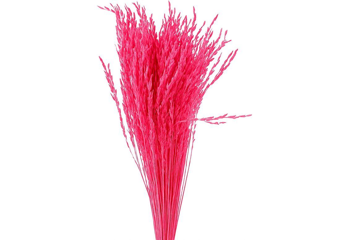 Dried Artz Rice Grass Rembrandt Bunch