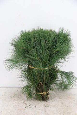 Pinus Strobus 40cm