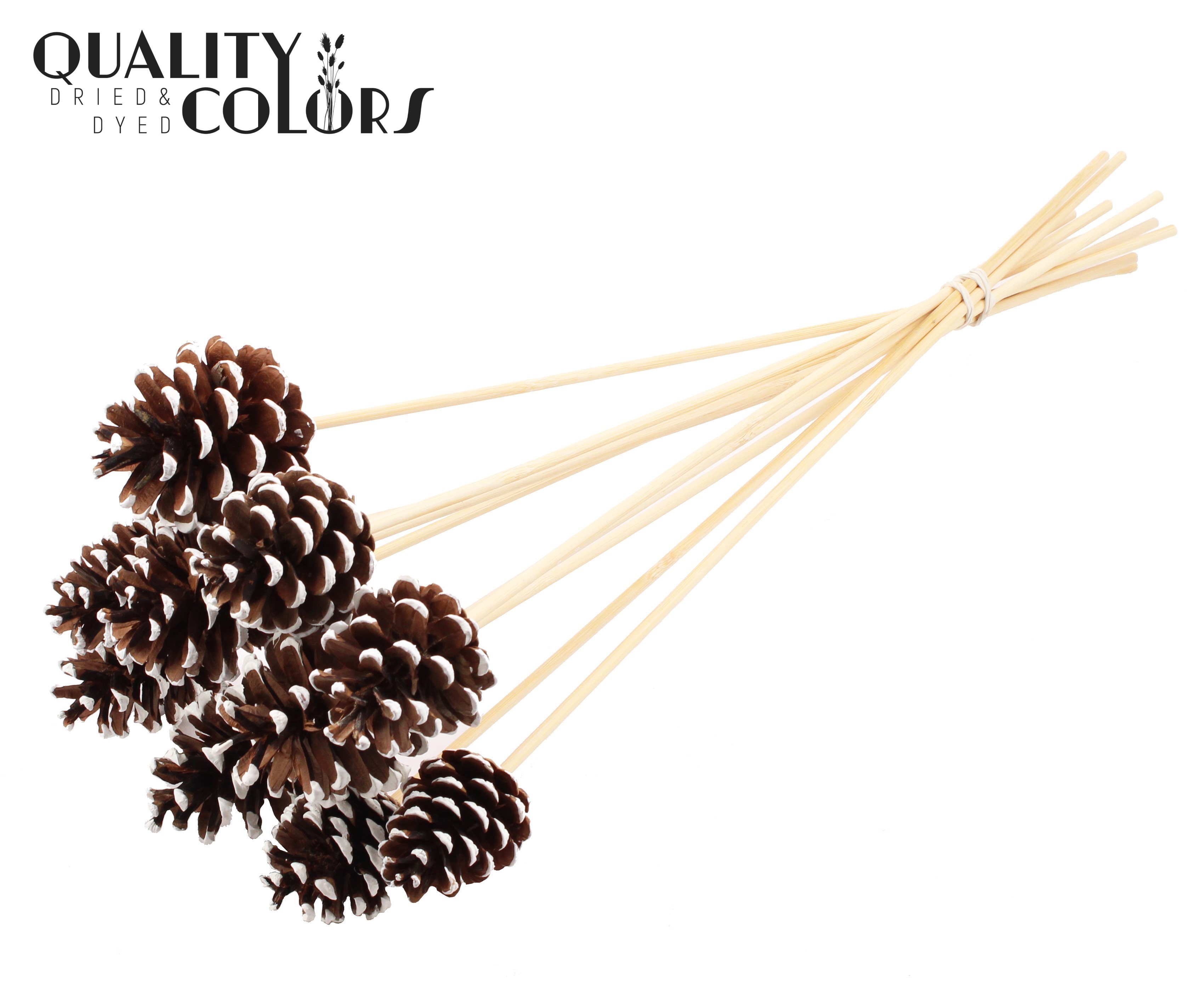 Pine Cone White Tipped 50cm