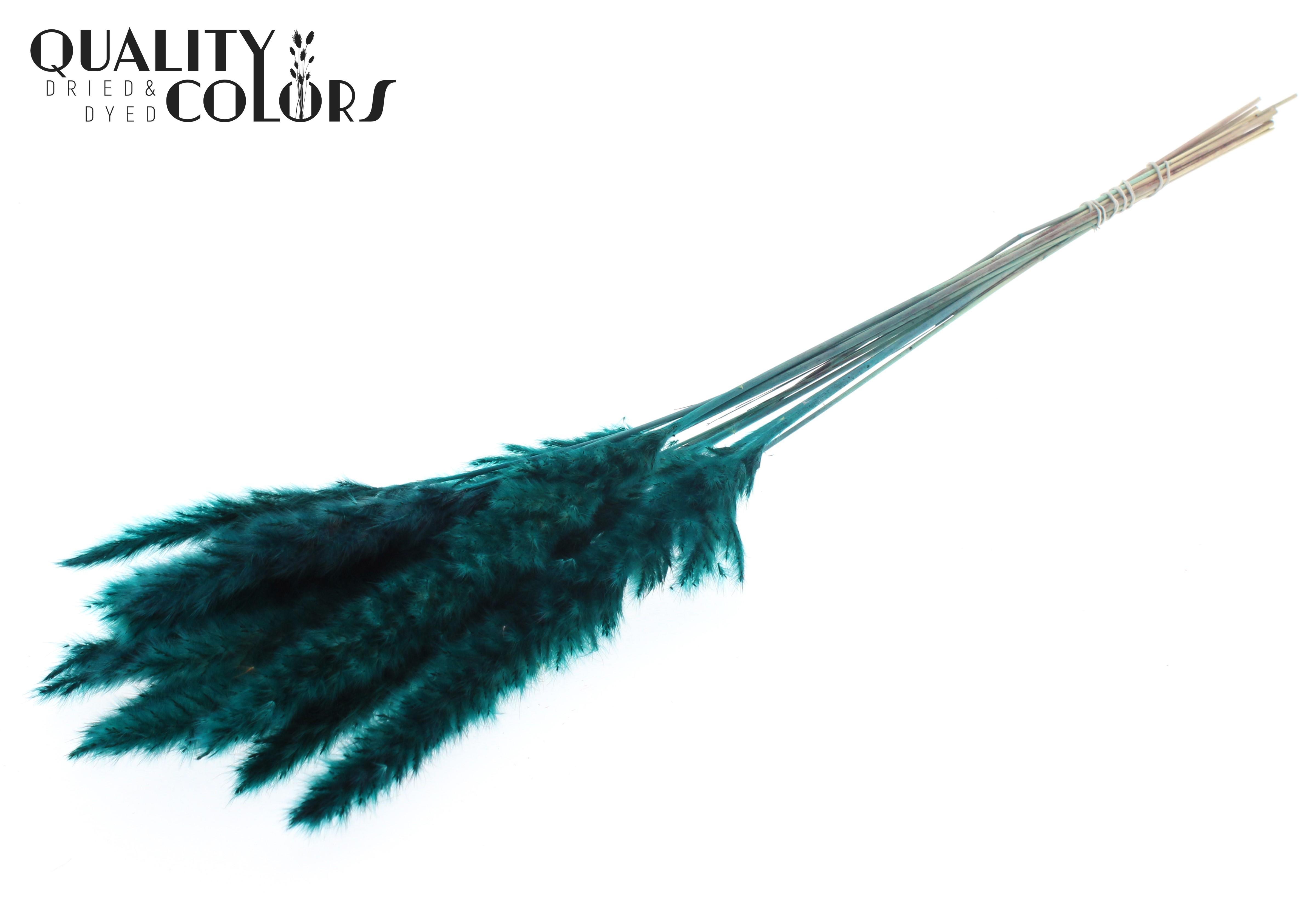 Fluffy Pampas Turquoise Per Bunch 70cm