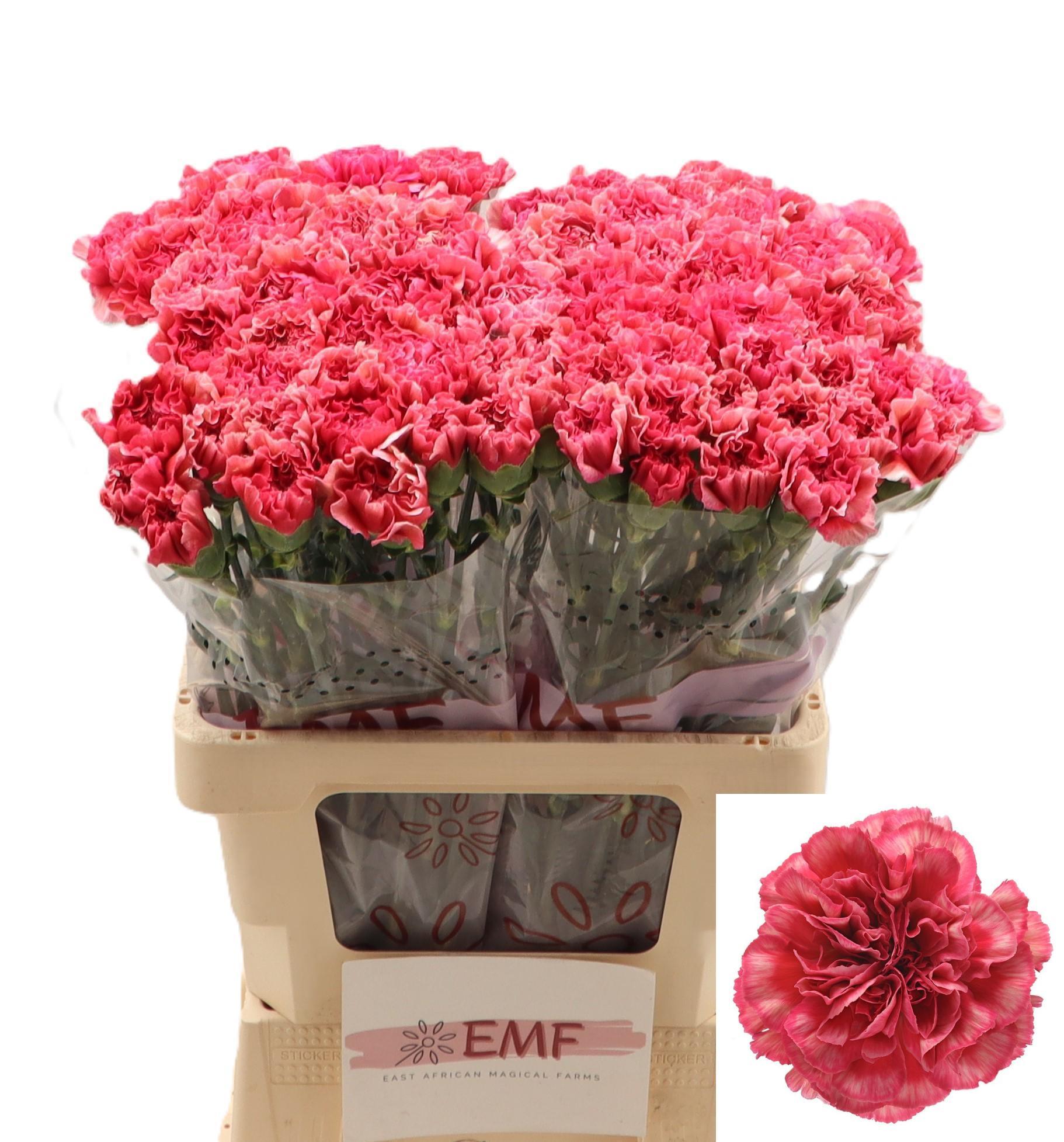 Dianthus Single Ipanema 60cm