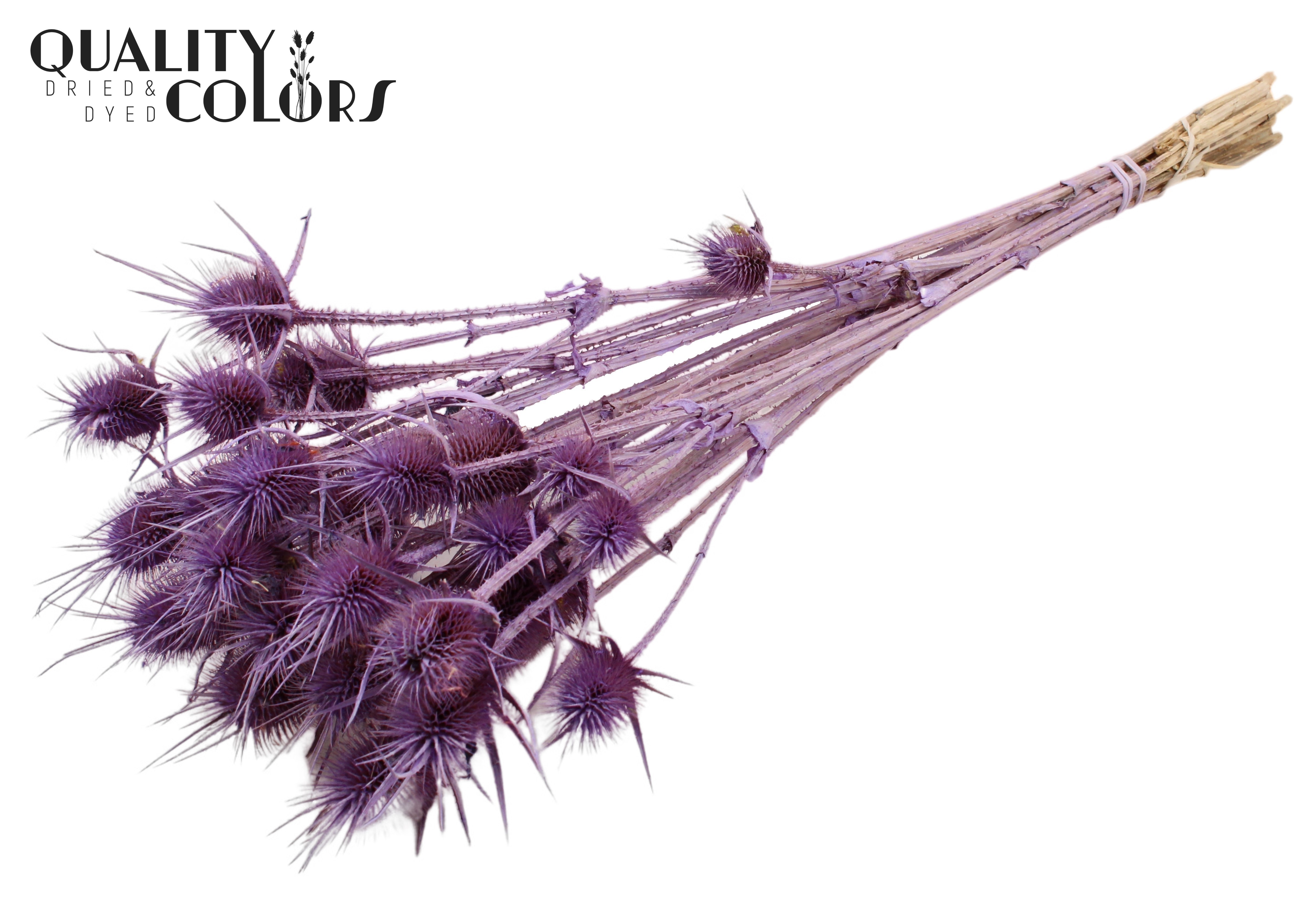 Eryngium Frosted Milka Per Bunch 55cm