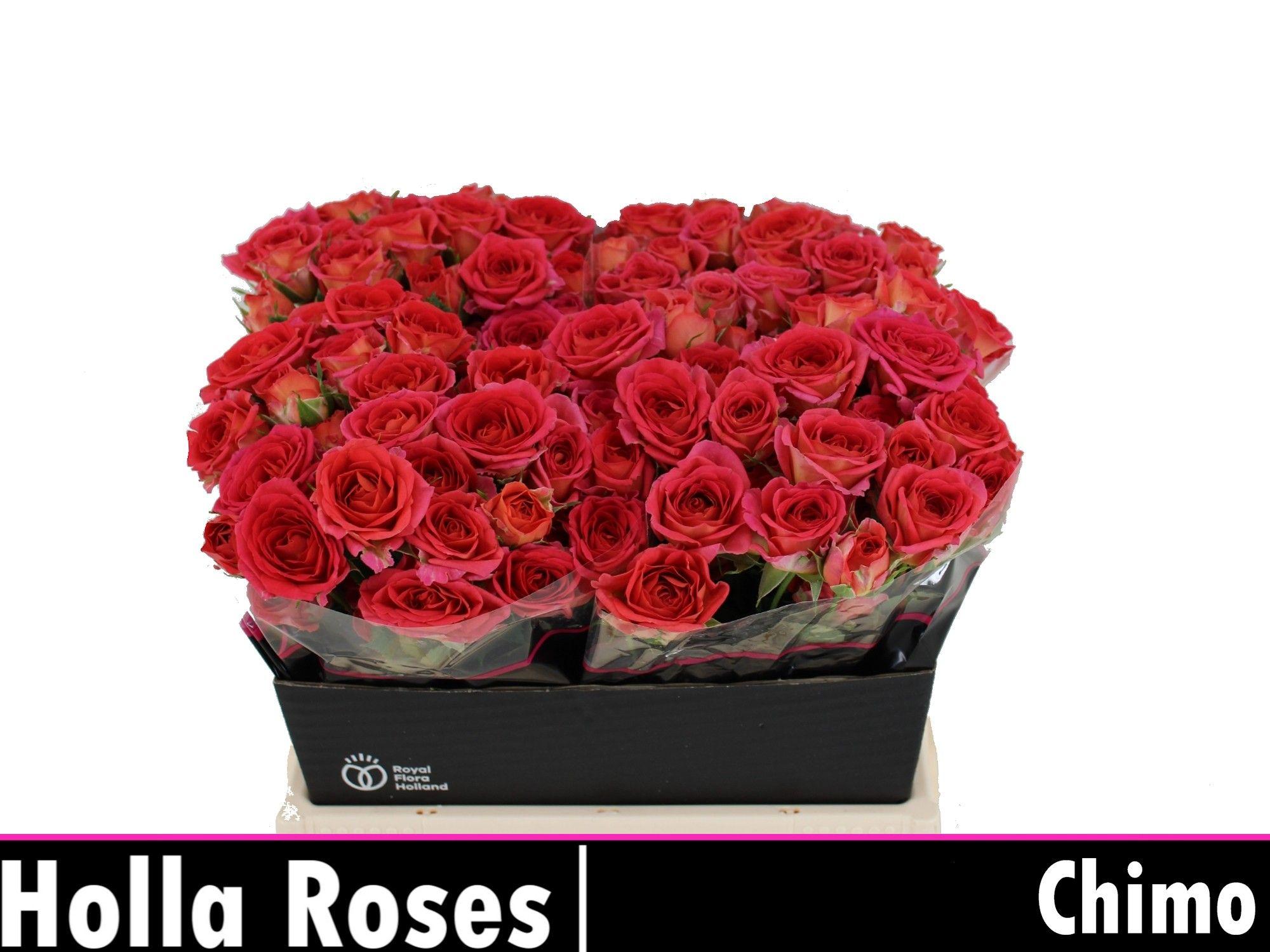 Rosa Spr Chimo 40cm