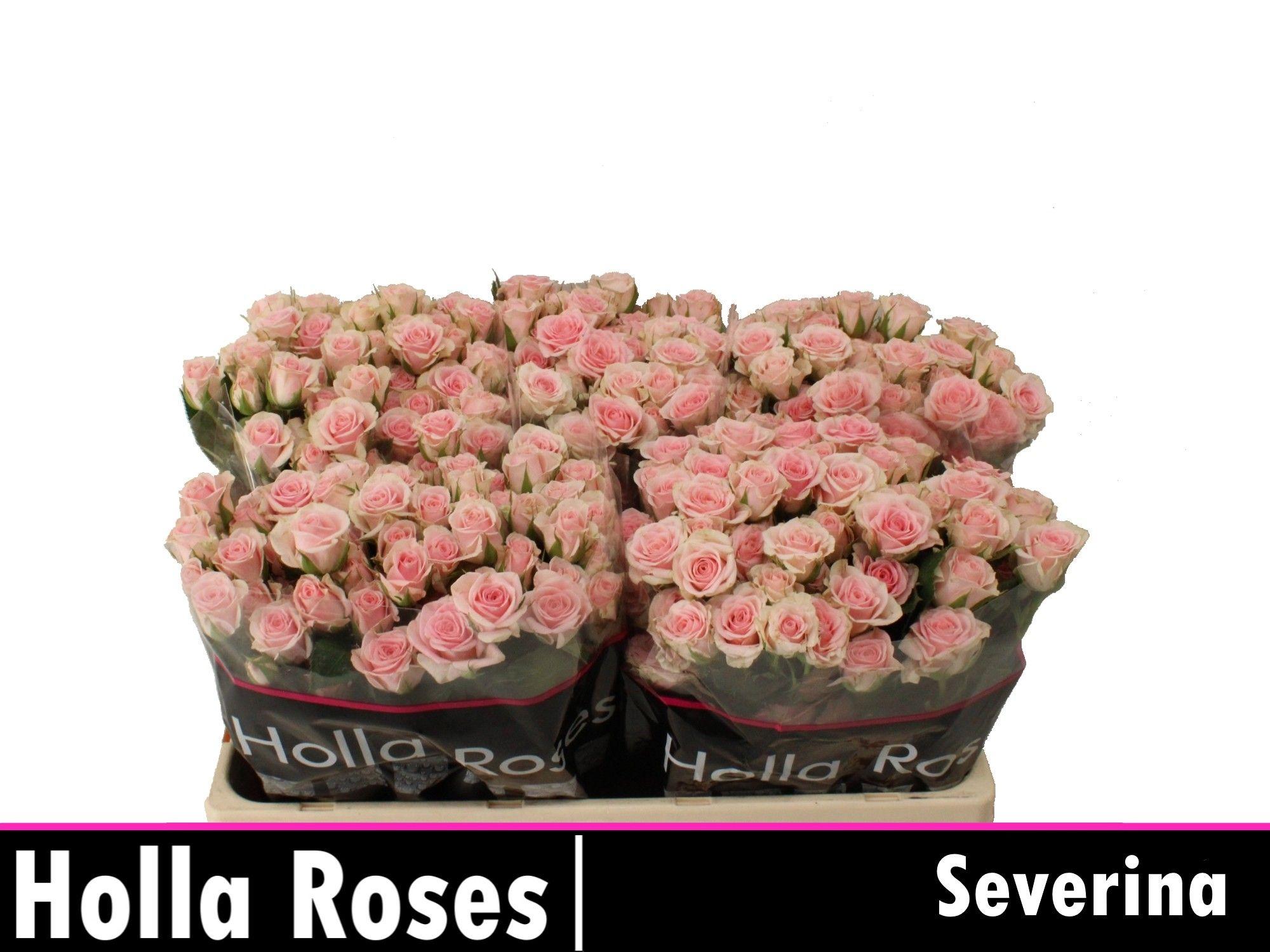 Rosa Spr Severina 50cm