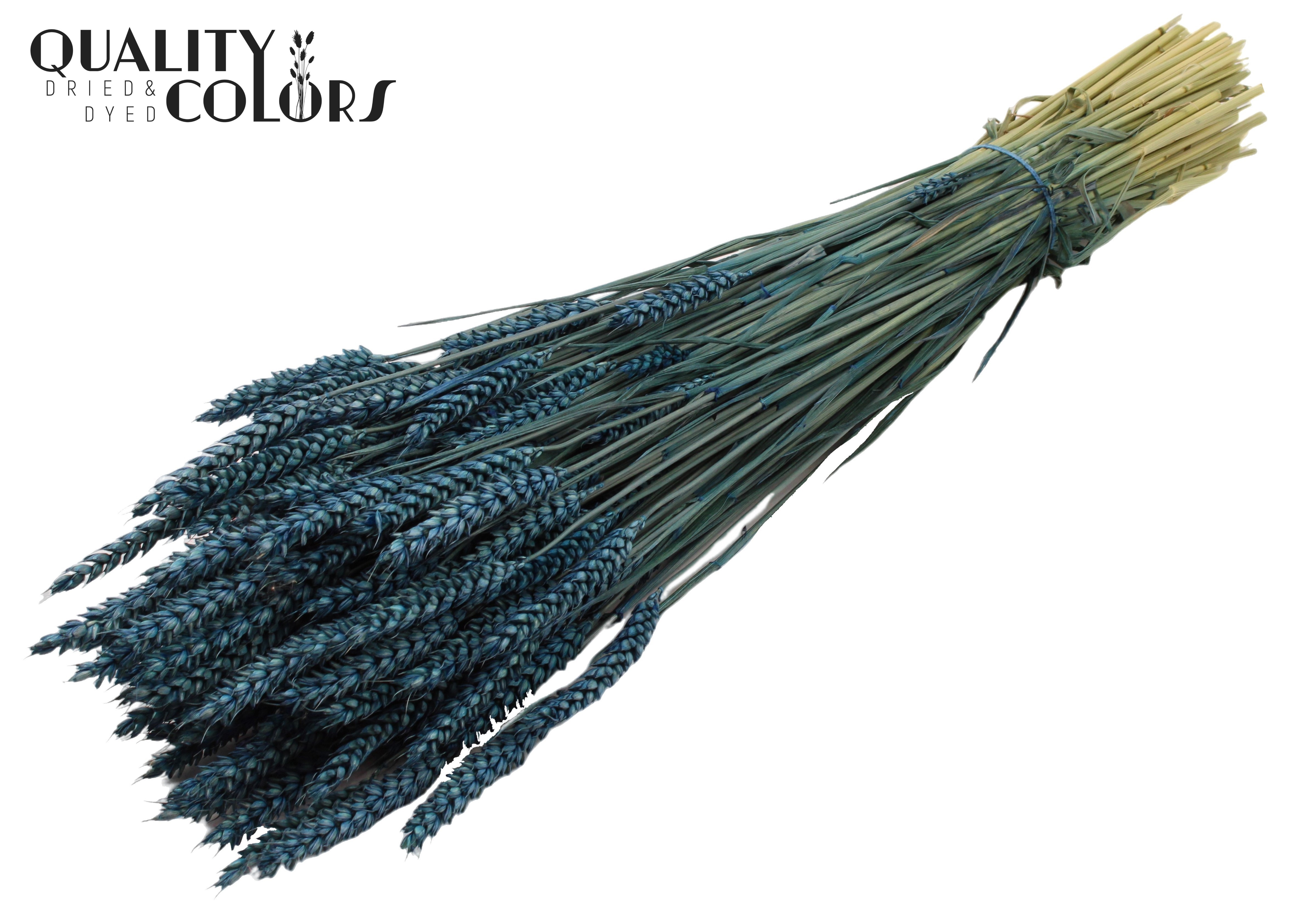 Triticum Dark Blue Per Bunch 60cm