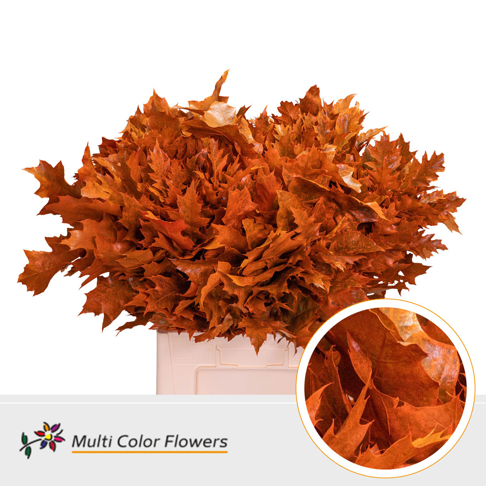 Quercus Rubra Painted Frosted Orange 60cm