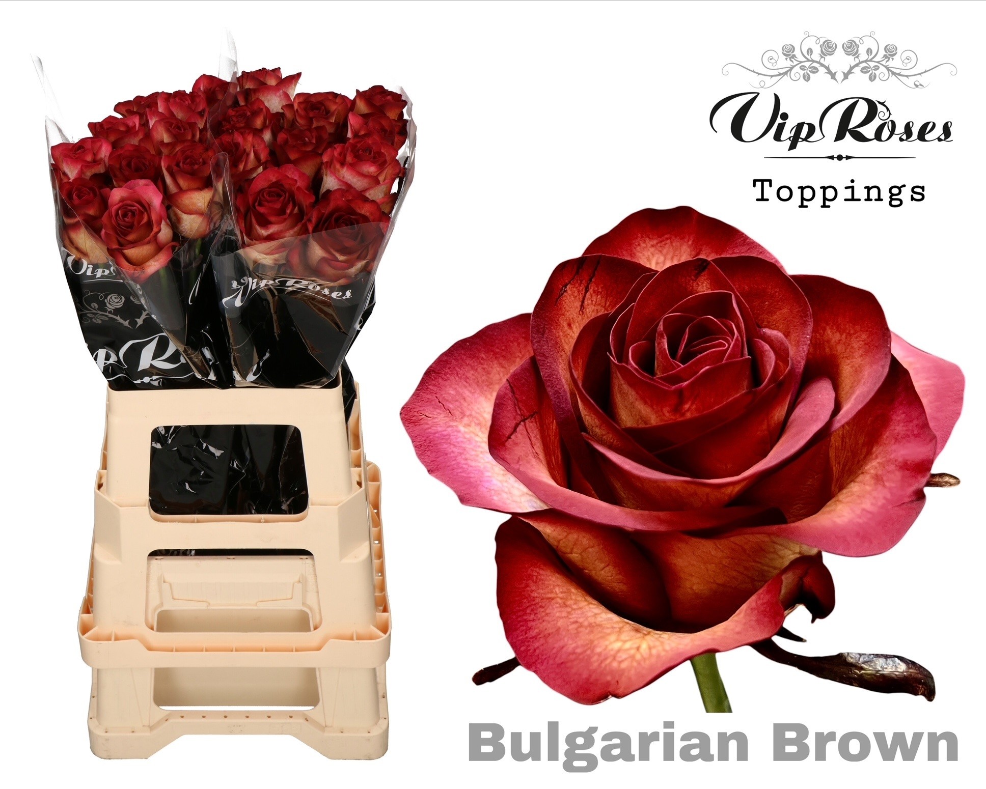 Rosa Painted Bulgarian Brown 65cm