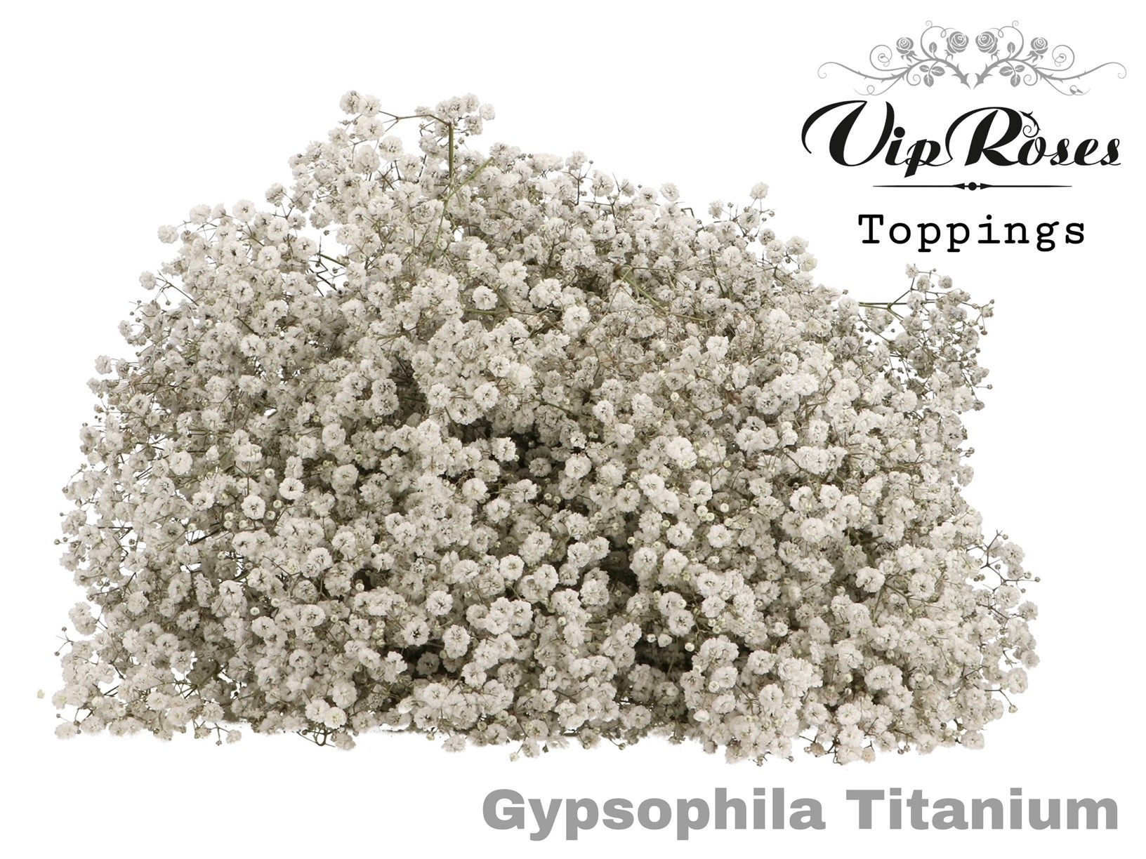 Gypsofily farbené (špeciál)