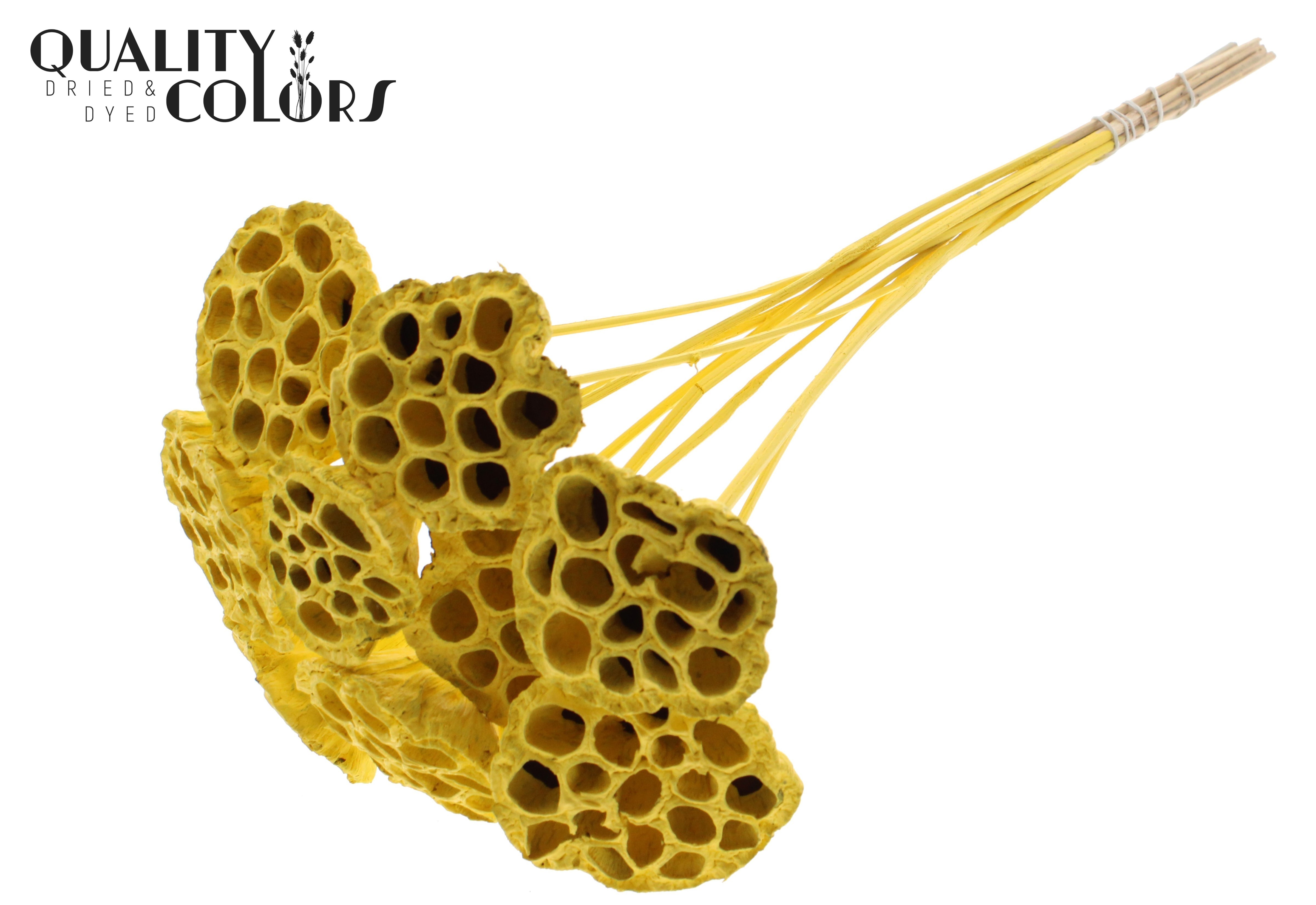 Lotus Yellow 50cm