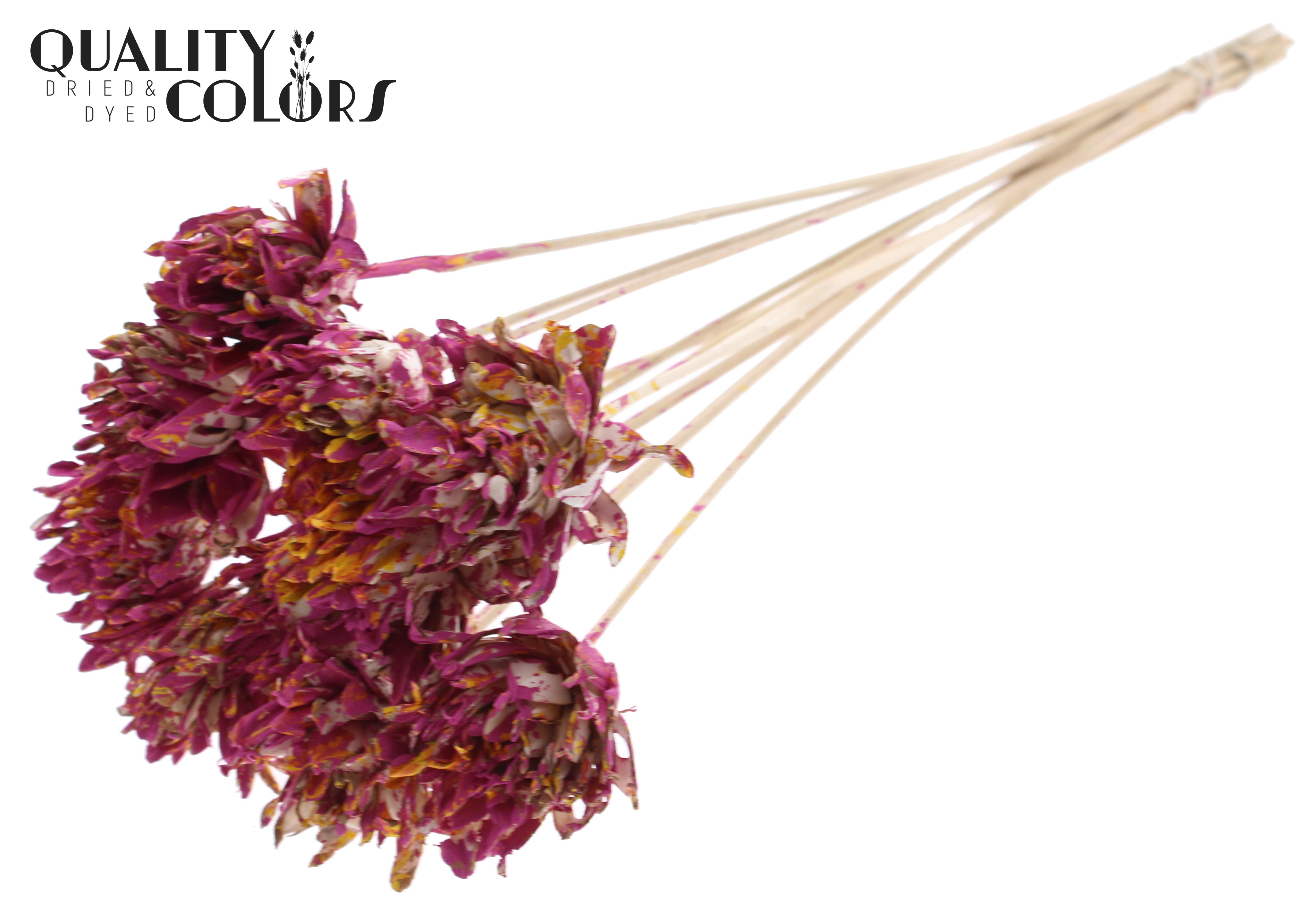 Shola Slice Pine Multicolour Cerise Yellow 50cm