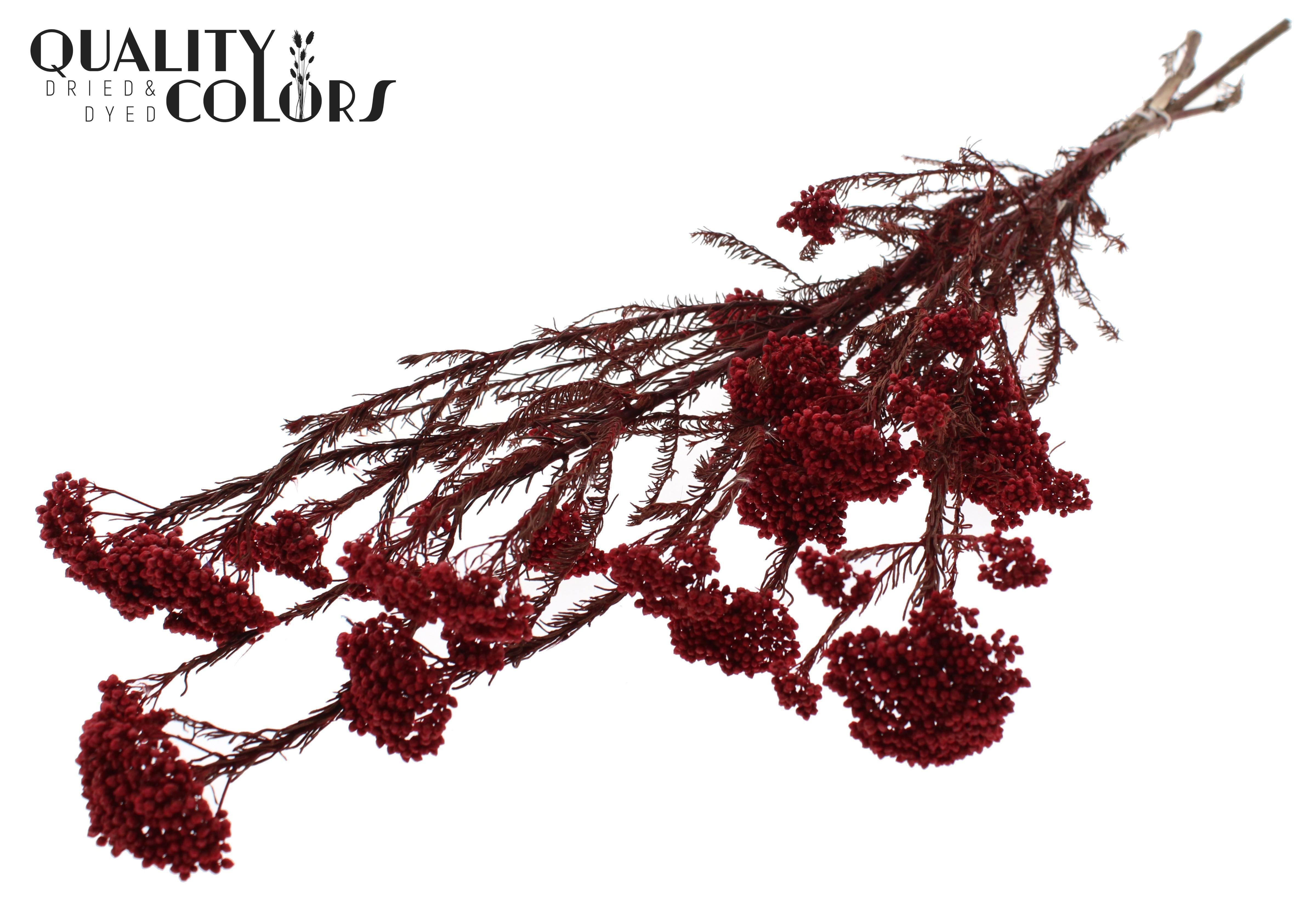 Ozothamnus Red Per Bunch 70cm