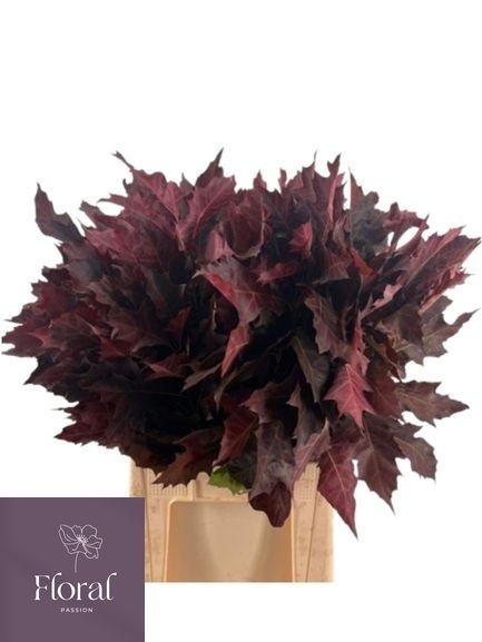 Querc Rubra Klb Op Getrokken 80 Cm