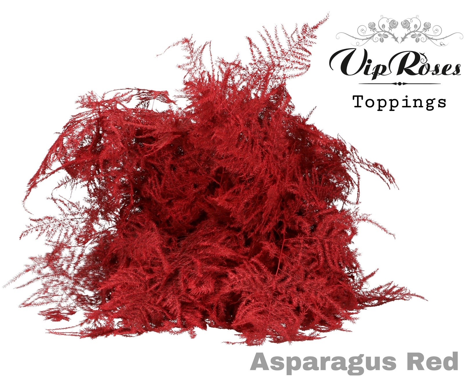 Asparagus Painted 60cm