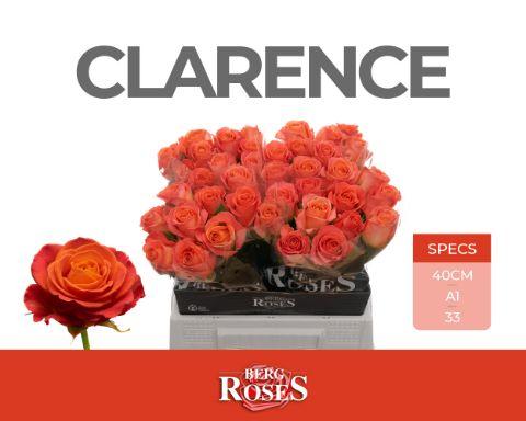 Rosa Clarence+ 40cm