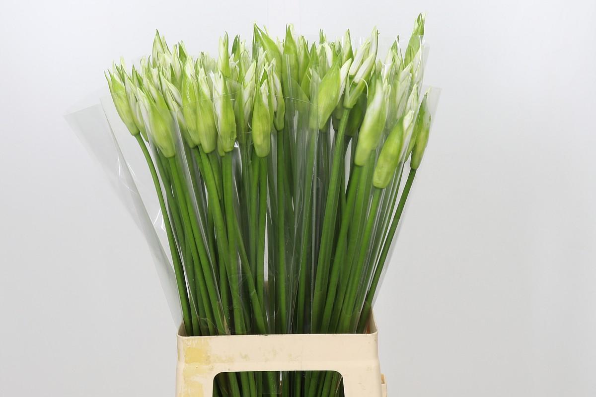 Nerine Adele