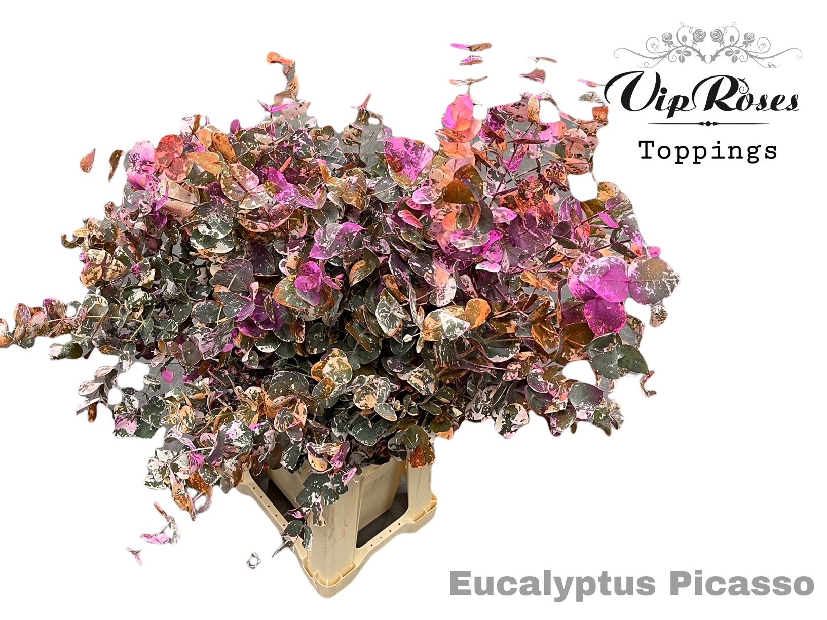 Euca Cinerea Picasso 200gr 70 cm