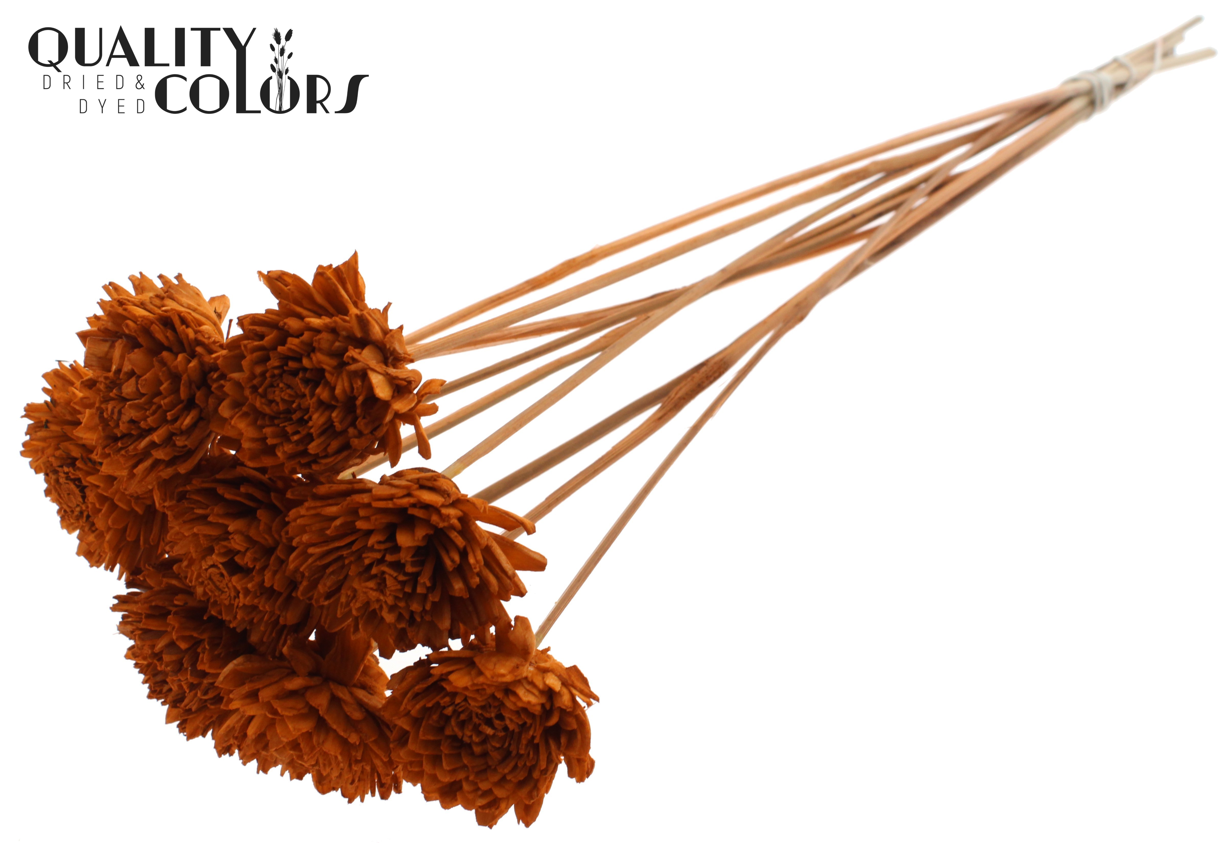 Shola Zinia Terracotta 50cm