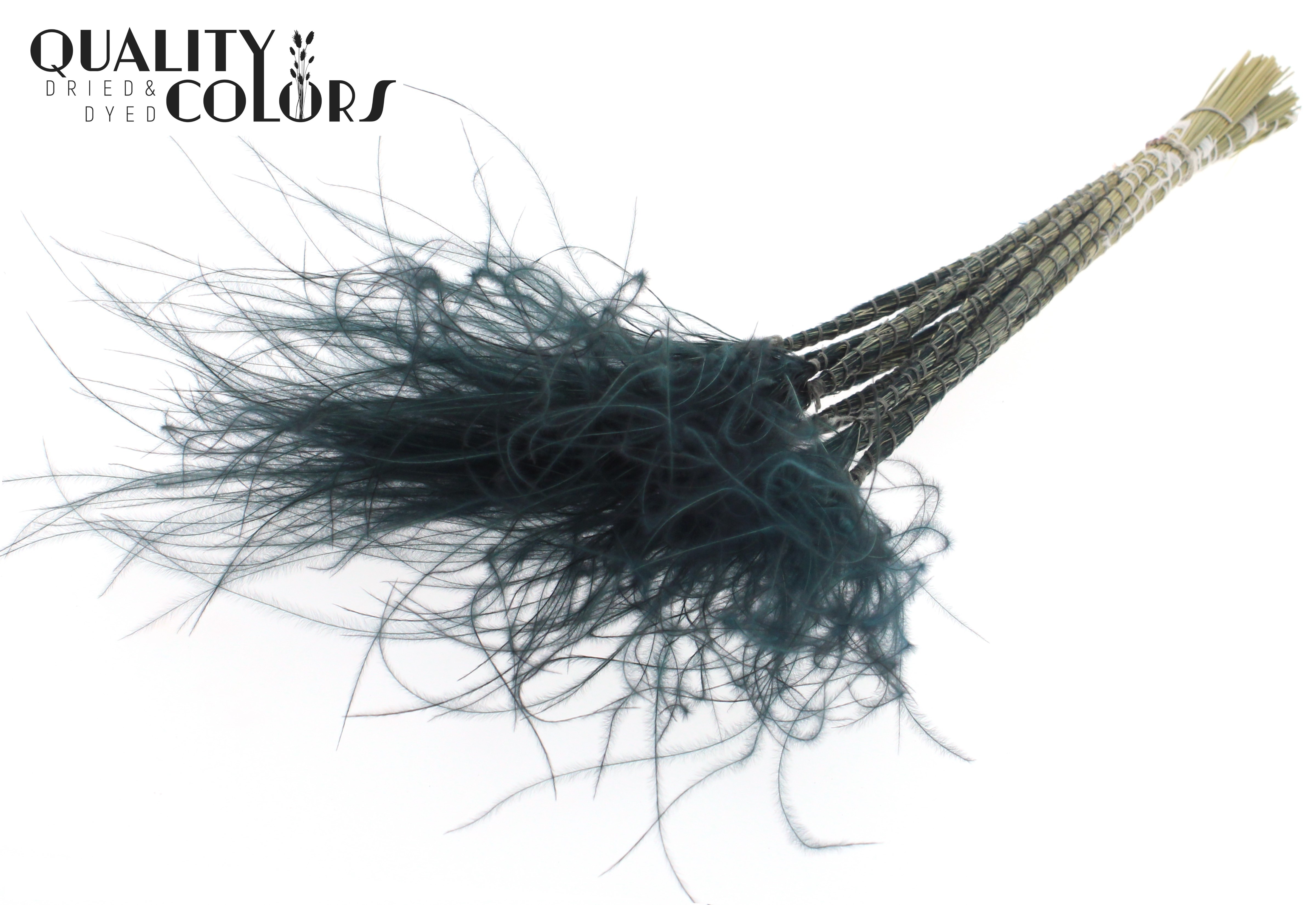 Stypha Black Per Bunch 60cm