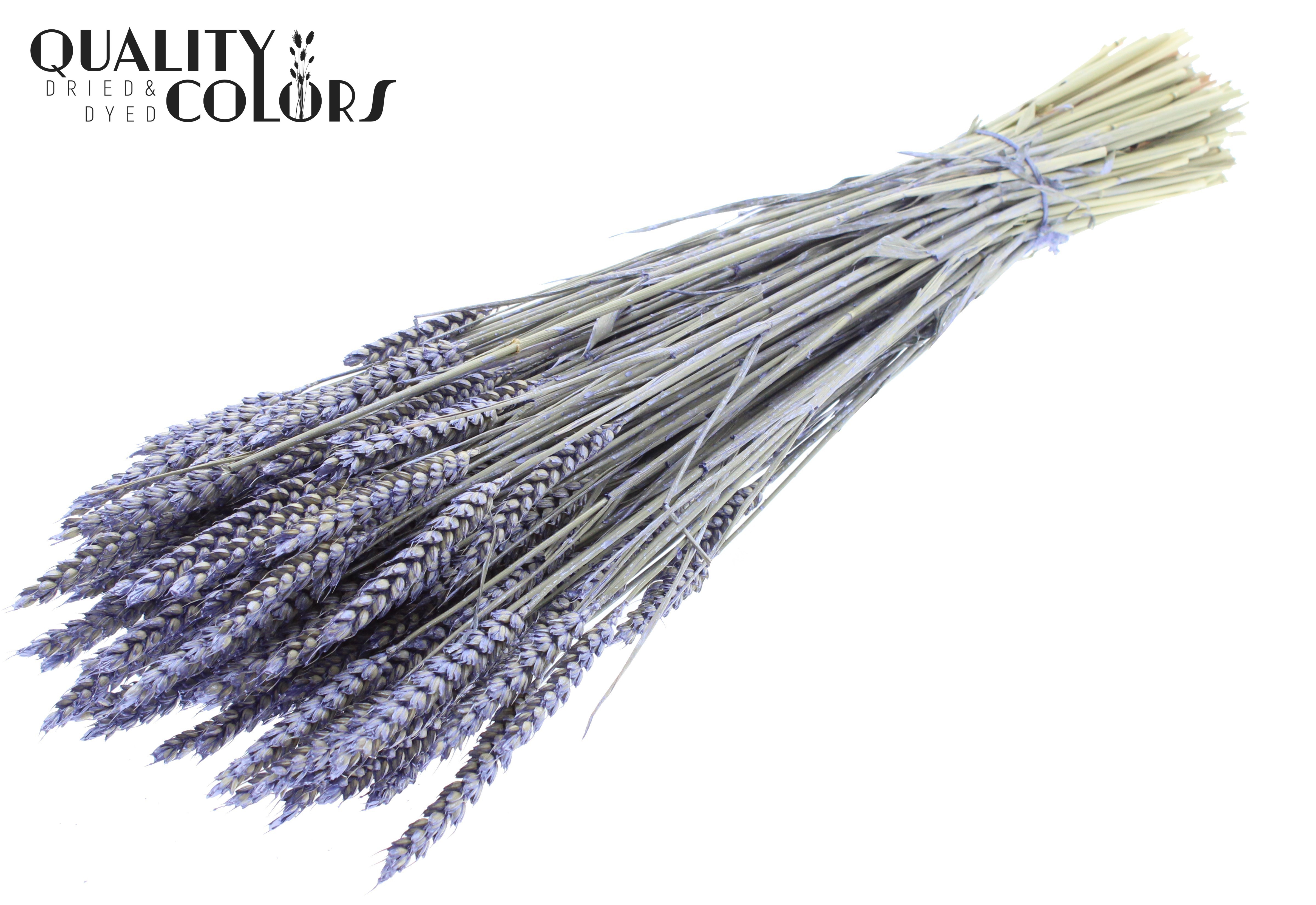 Triticum Pearl Milka Per Bunch 60cm