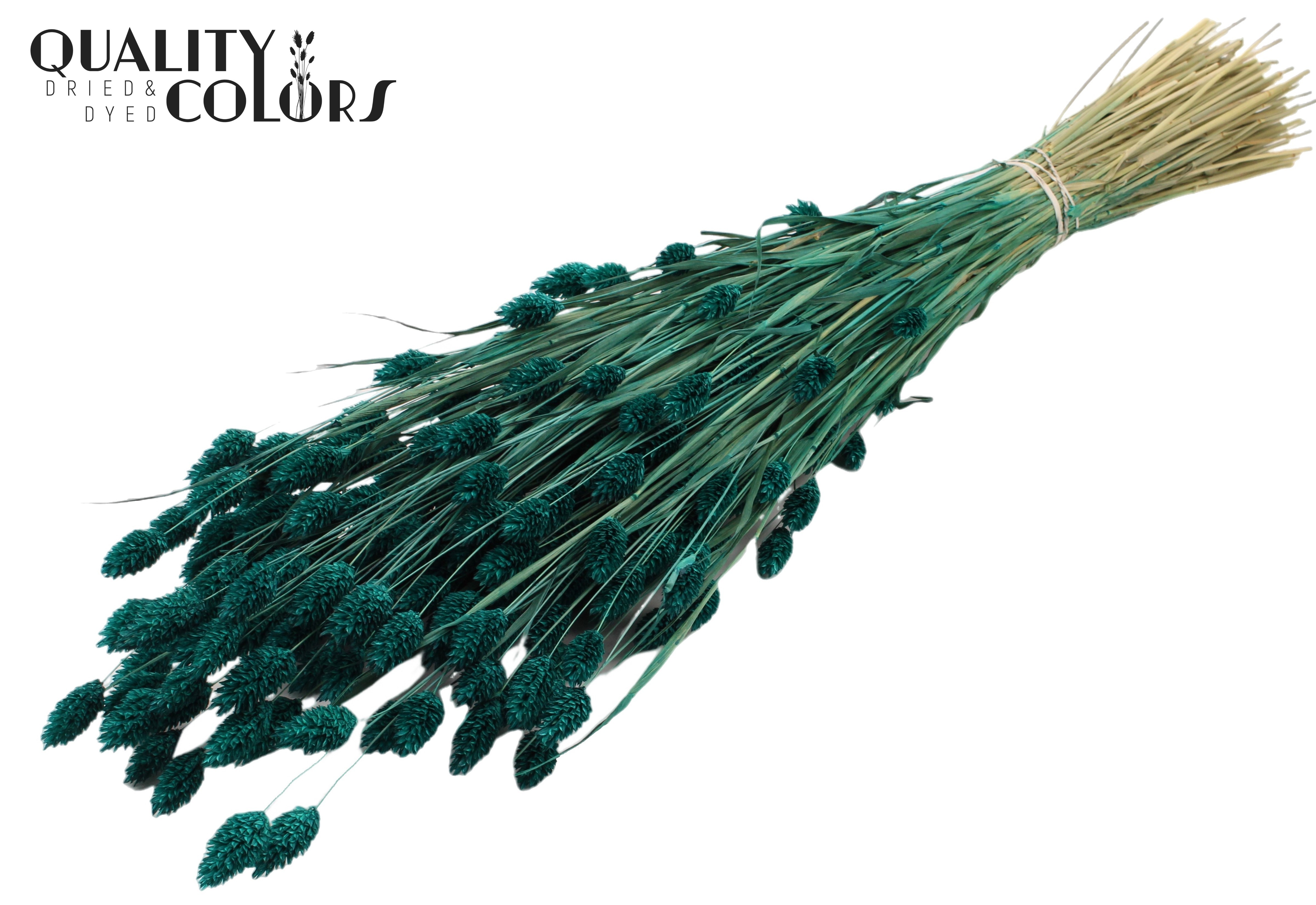 Phalaris Turquoise Per Bunch 60cm 220gr.