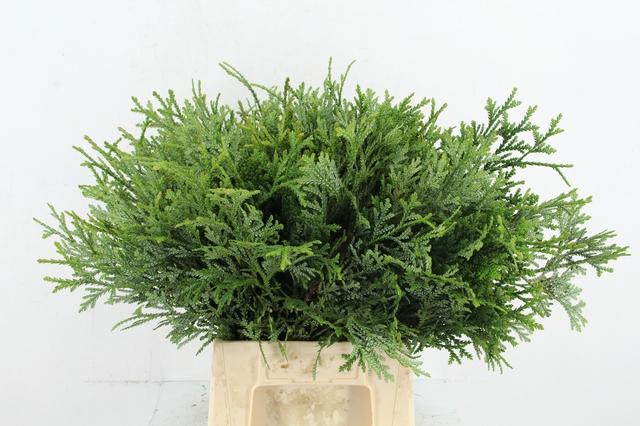 Coniferen Green 50cm
