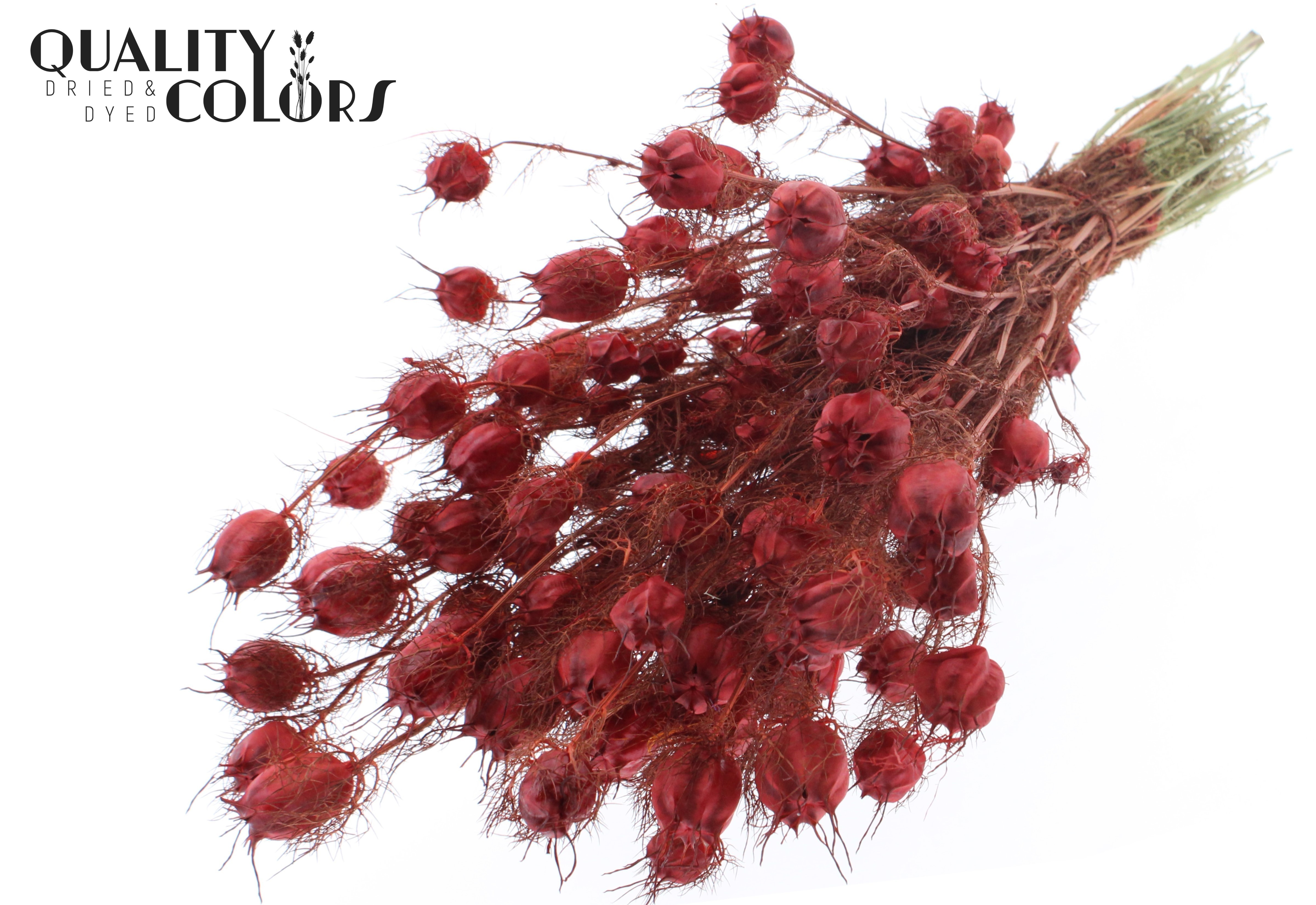 Nigella Red Per Bunch 45cm 150gr.