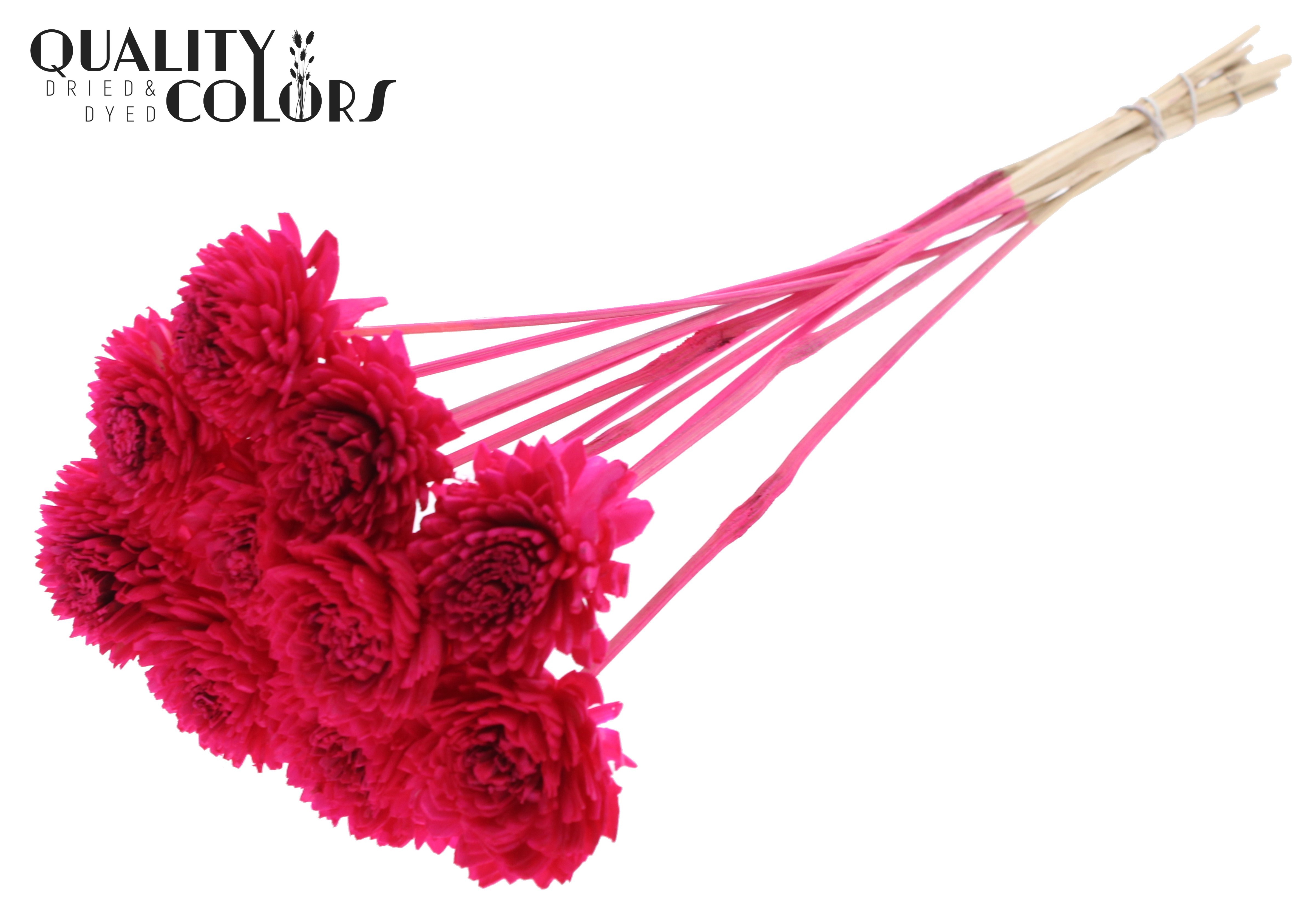 Shola Zinia Cerise 50cm