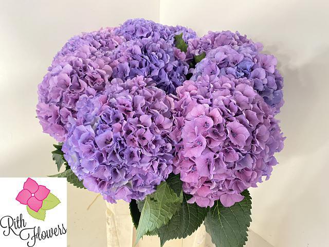 Hydrangea Royal Salute 60cm 18-20cm Hd
