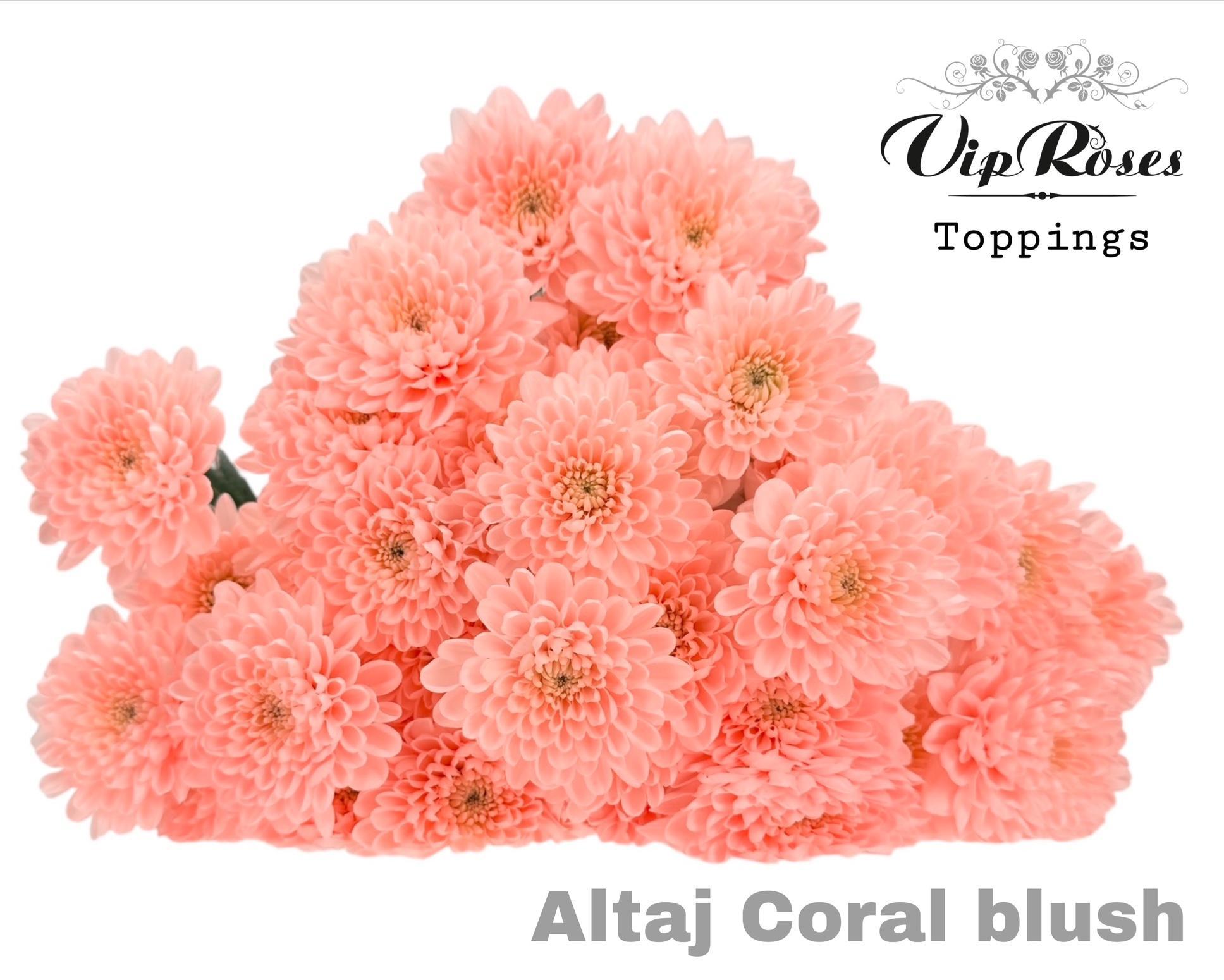 Chr T Altaj Coral Blush 70 cm