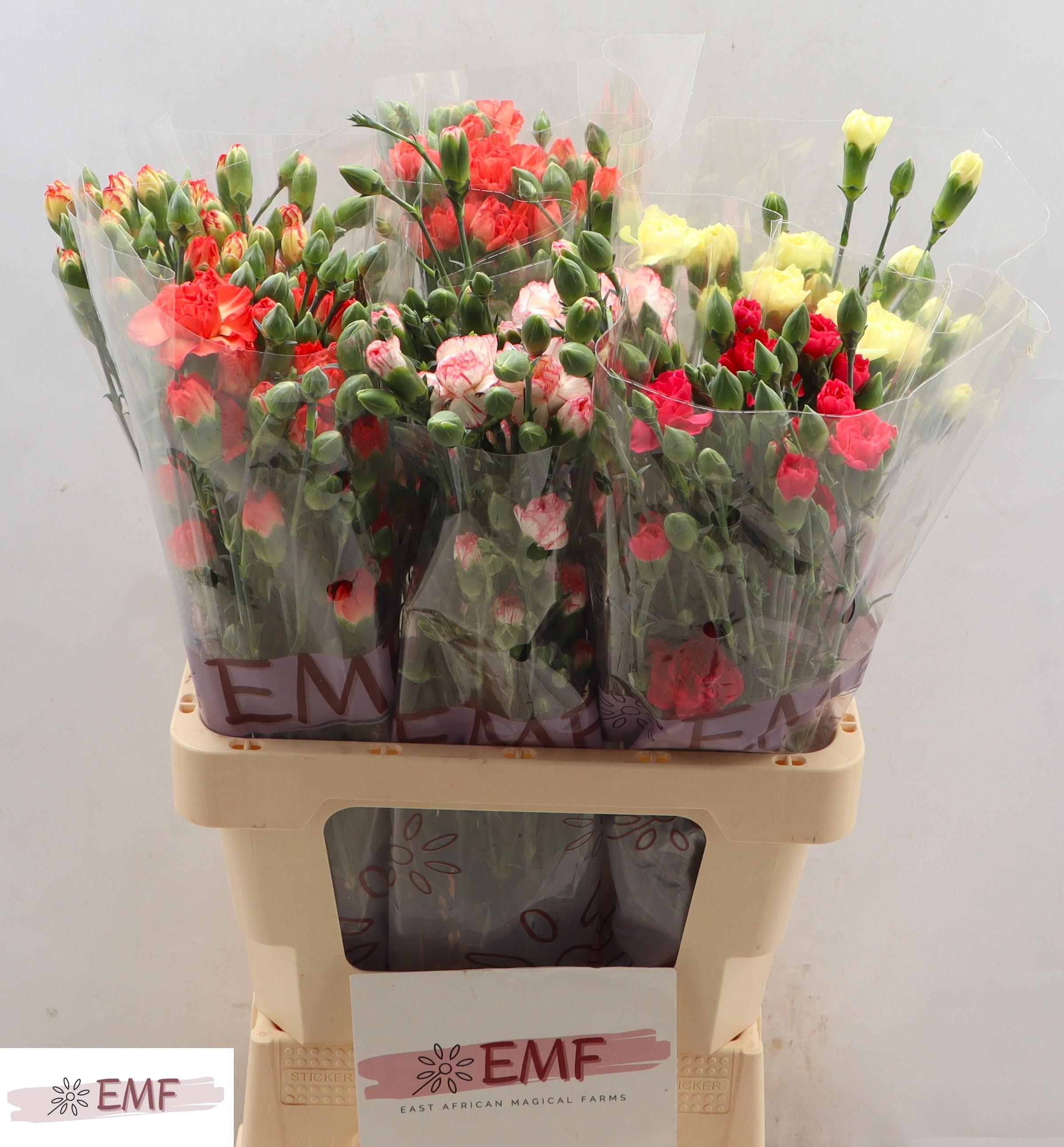 Dianthus Spray Mix 60cm