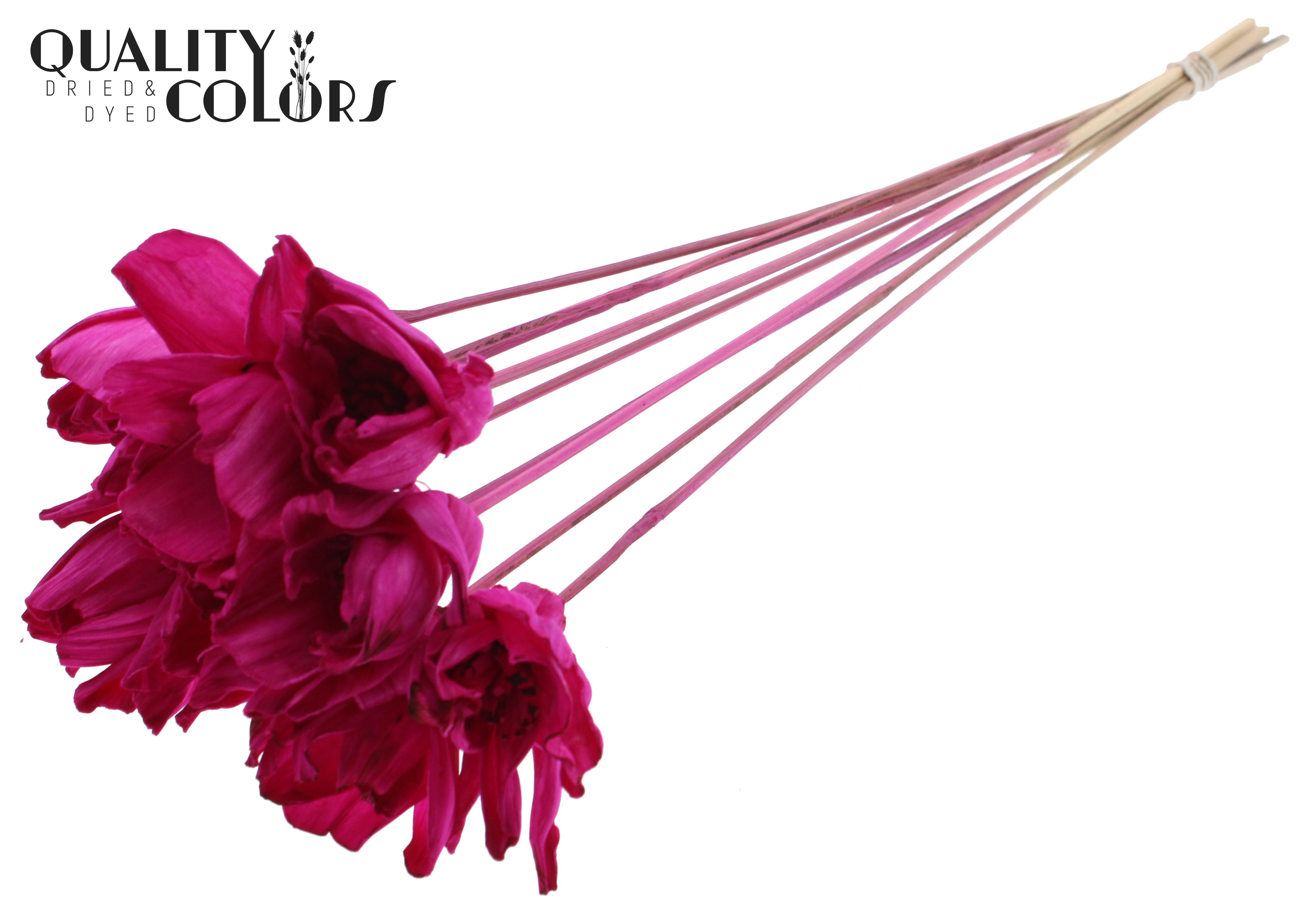 Shola Dear Holly Lilac 50cm