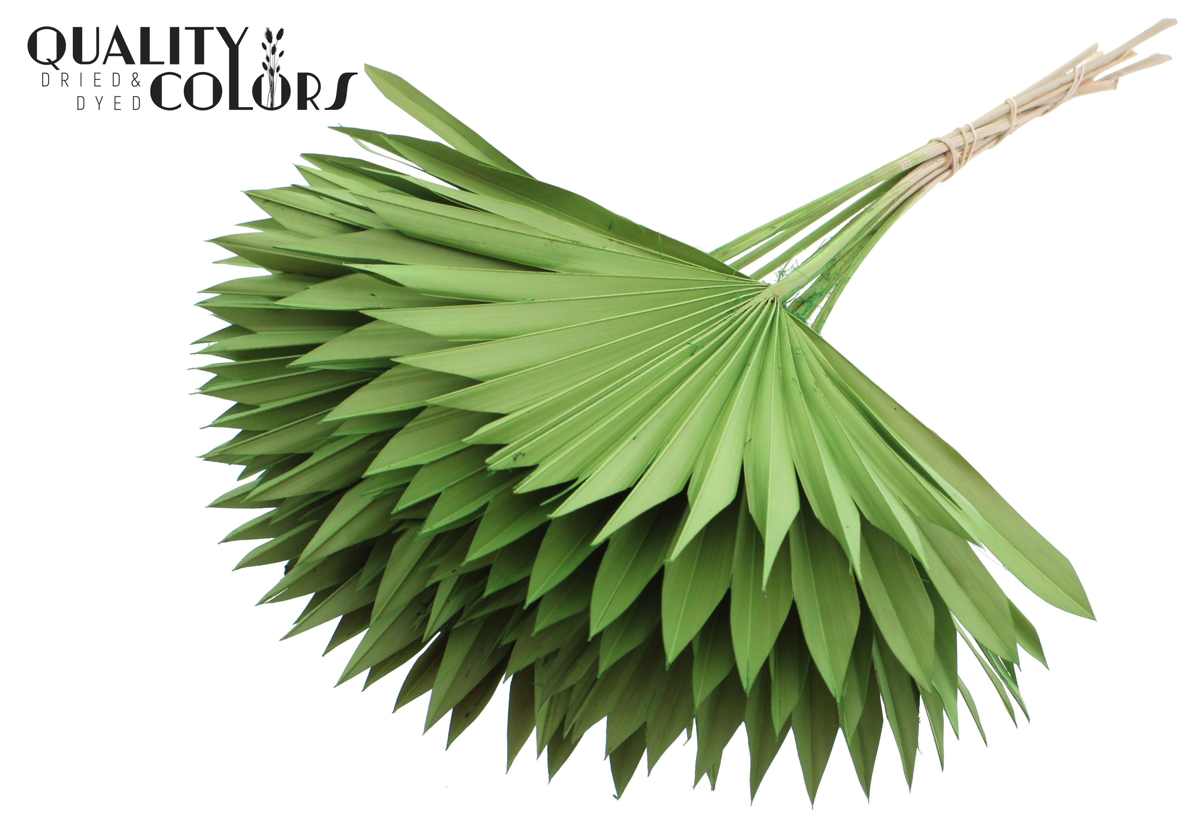 Palm Sun Light Green 50cm
