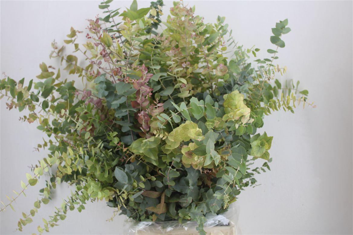 Euca Stuartiana Autumn P Bunch