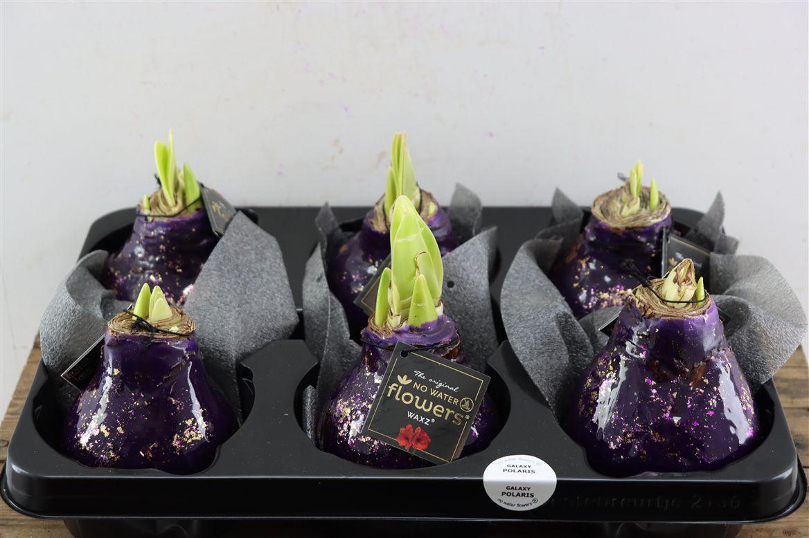 Wax Hipp Galaxy Purple