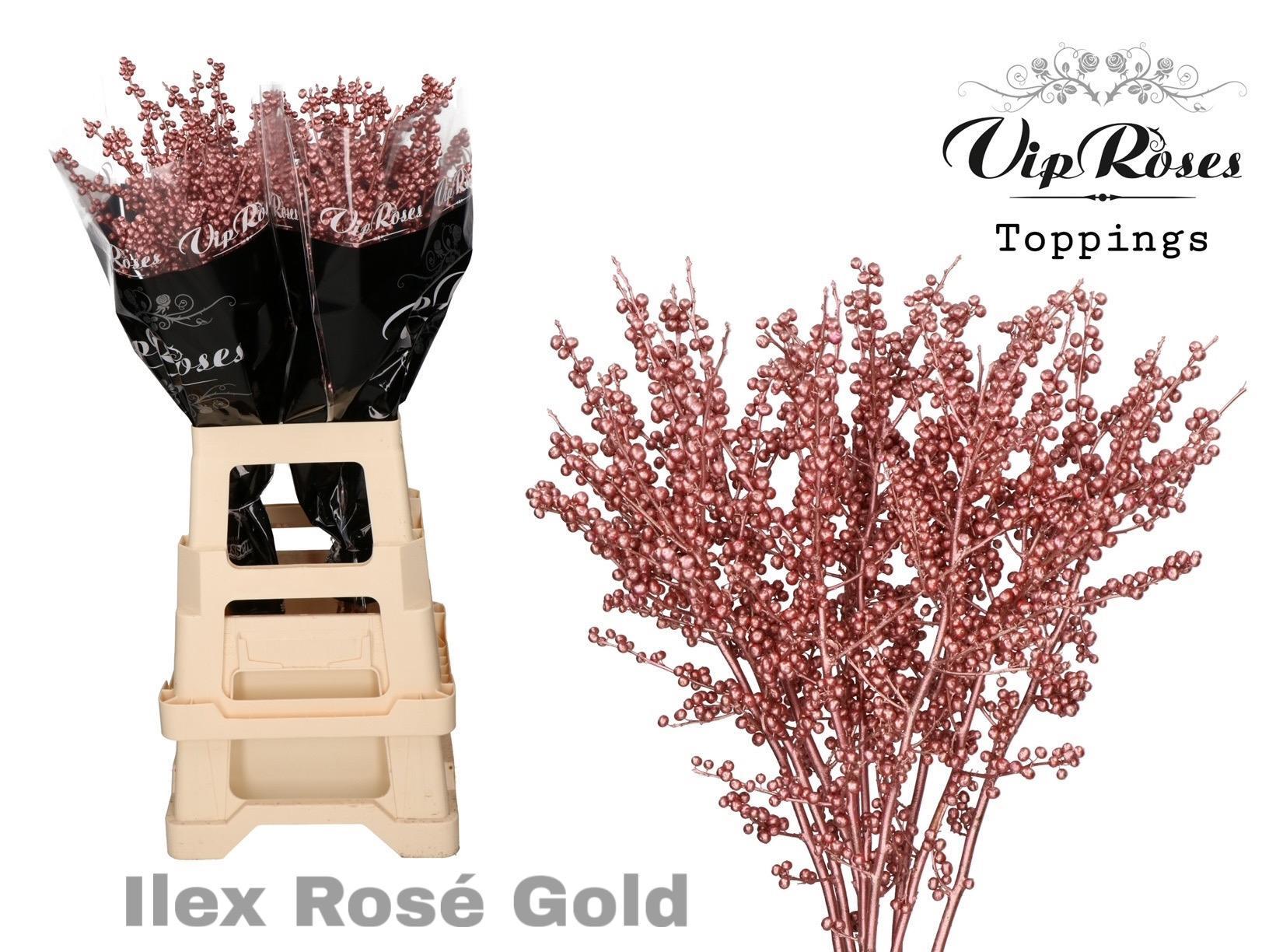 Ilex Dyed Frosty 70cm