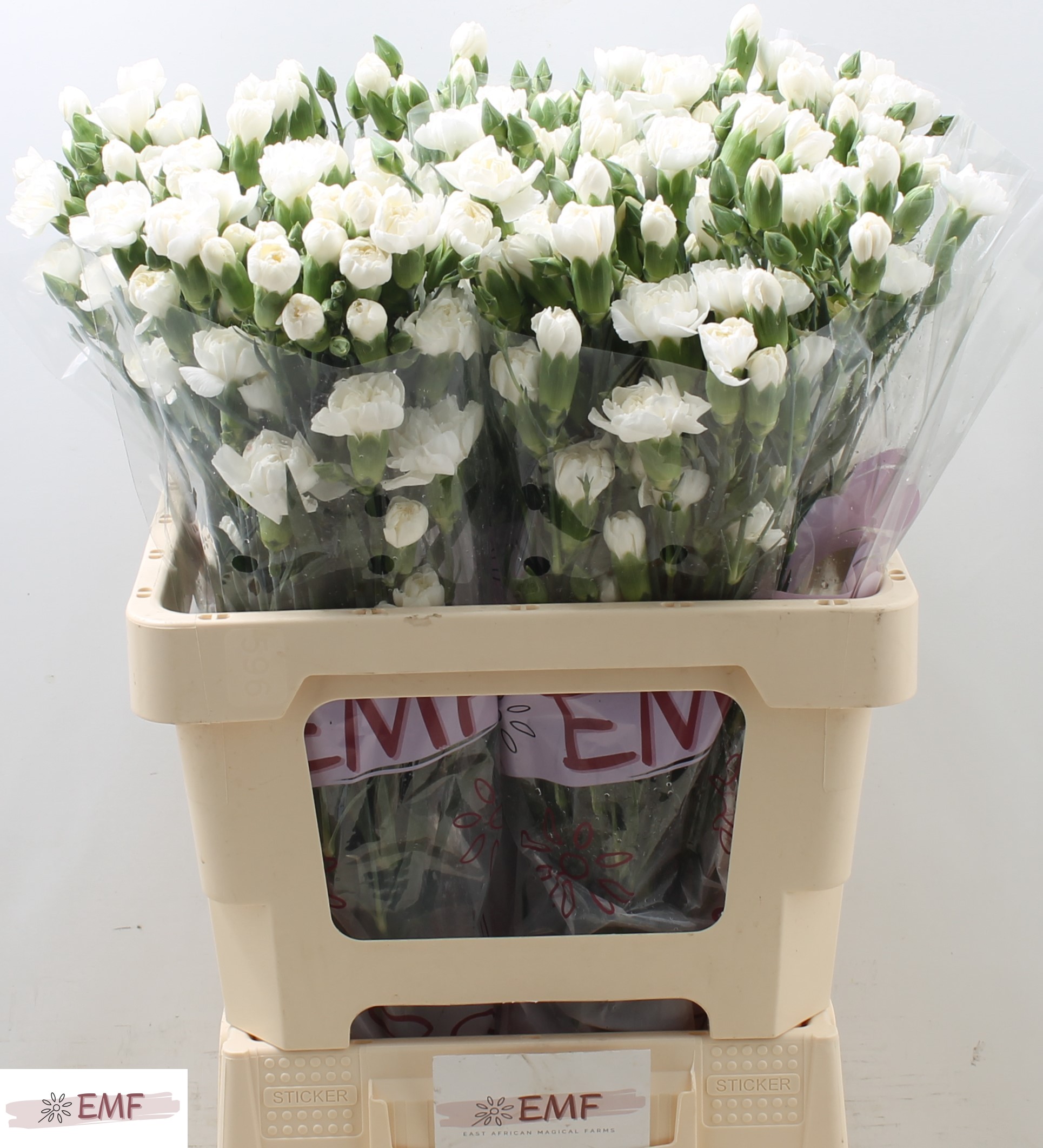 Dianthus Spray Artic 60cm