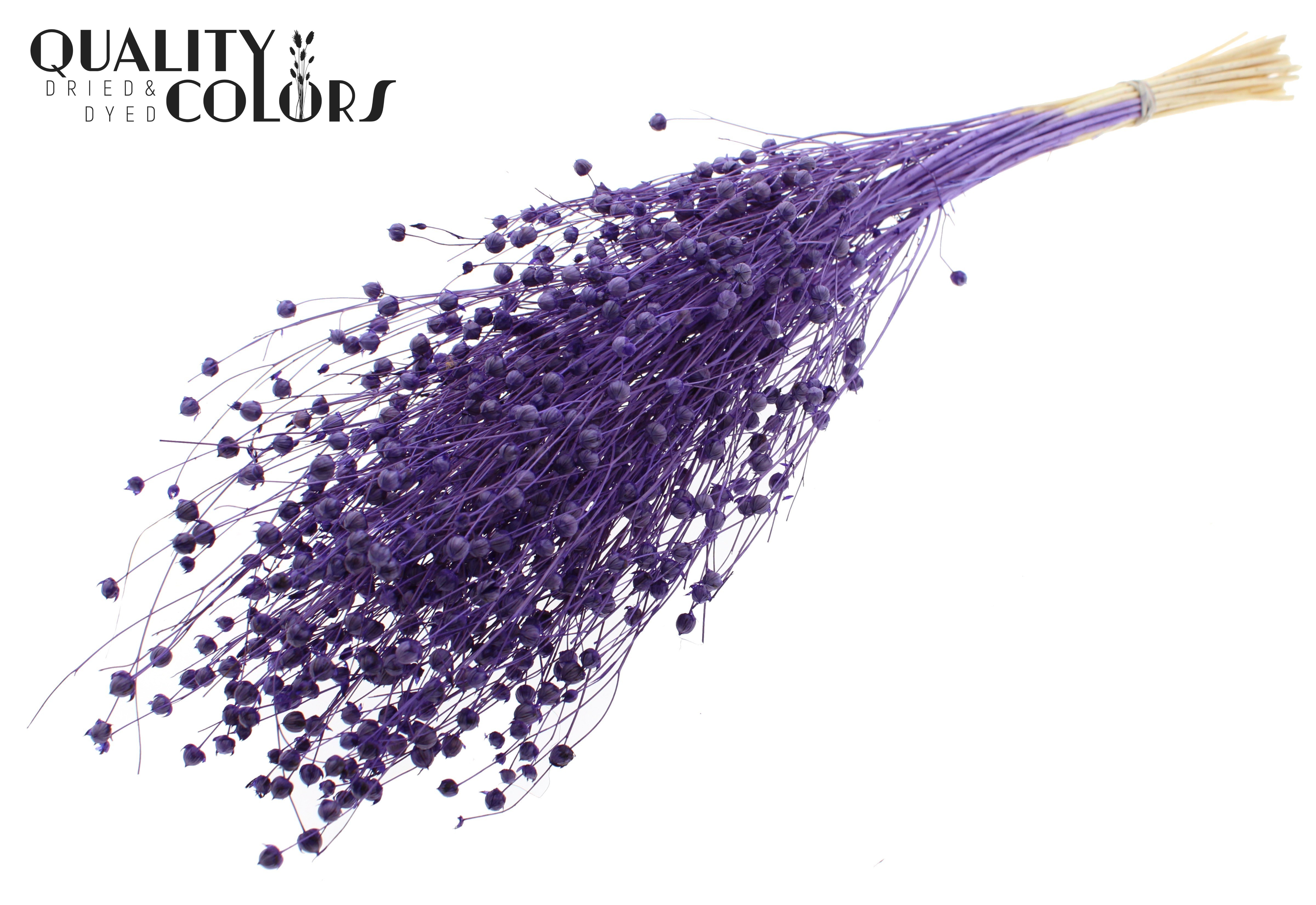 Lino Flax Intense Purple Per Bunch 70cm