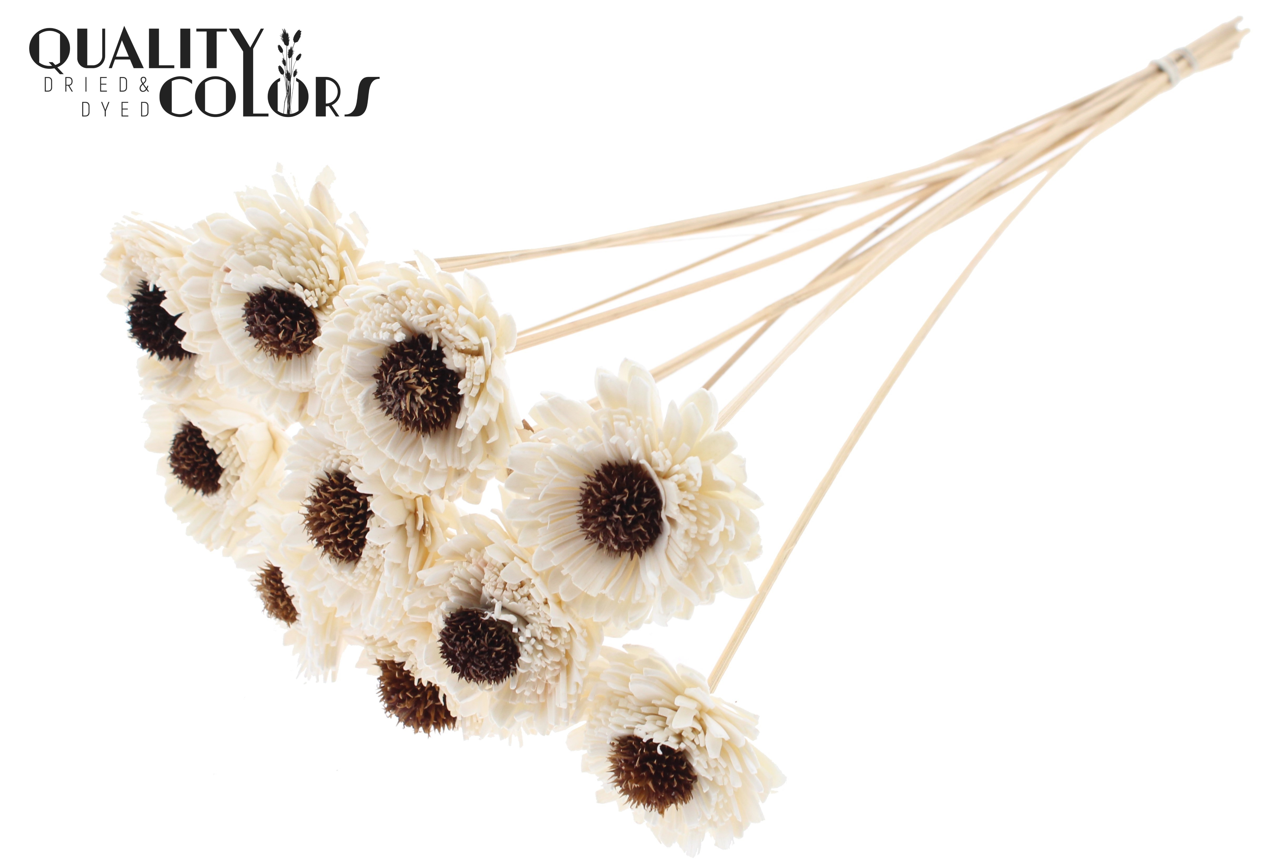 Shola Daisy Sunflower Natural 50cm