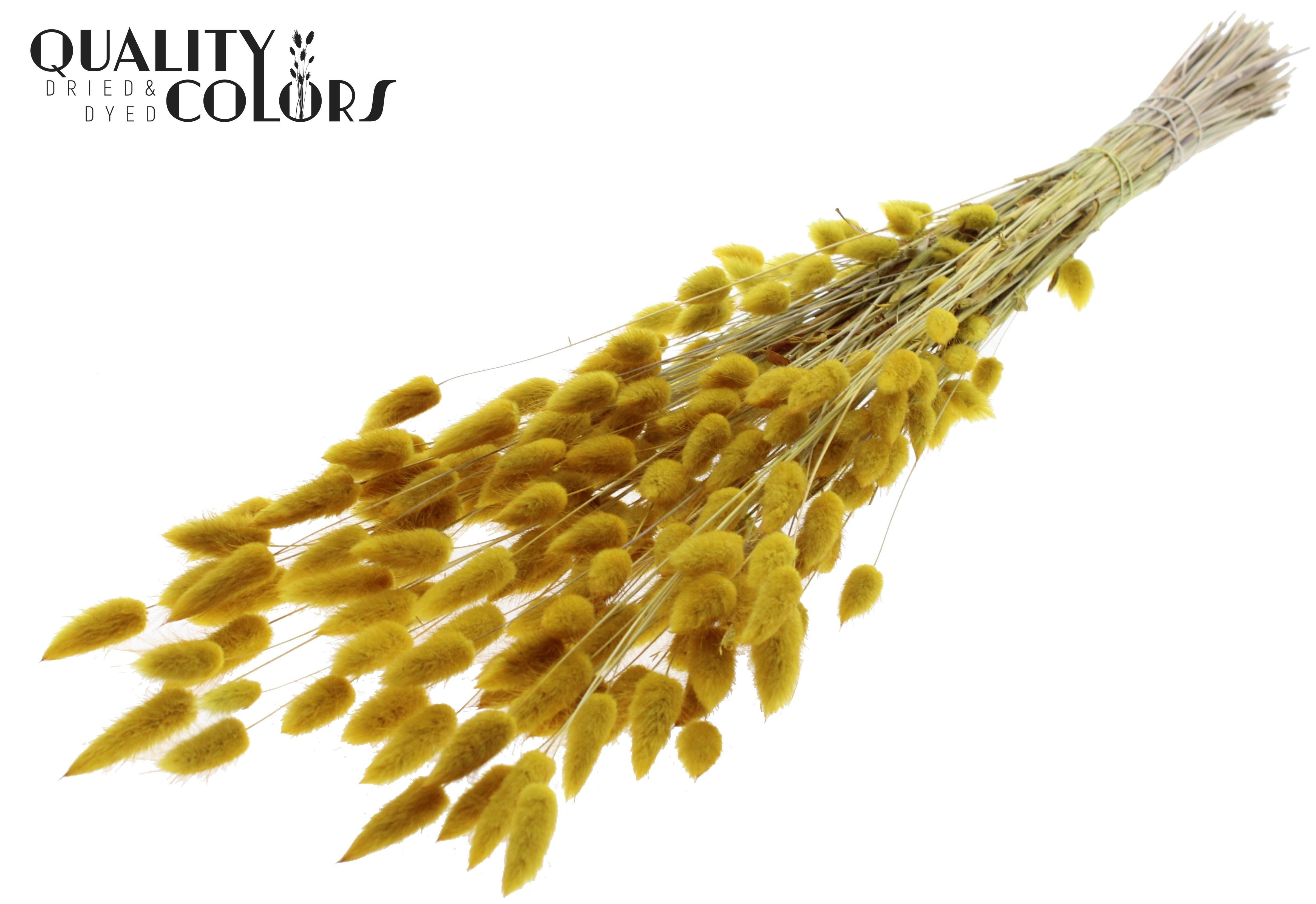 Lagurus Yellow Per Bunch 70cm