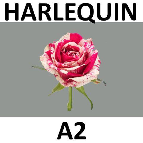 Rosa Harlequin 40cm
