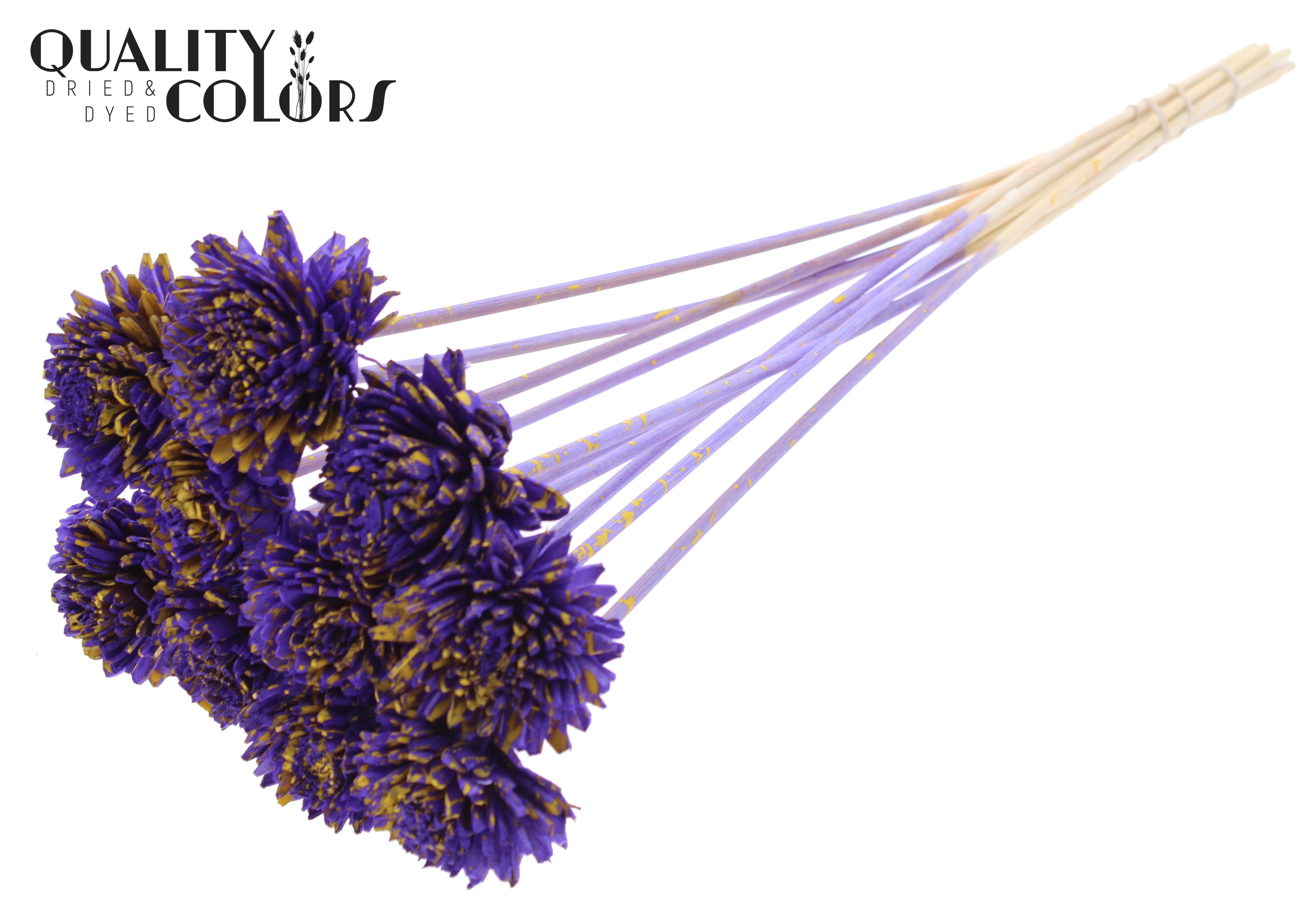 Shola Zinia Splashed Purple Yellow 50cm