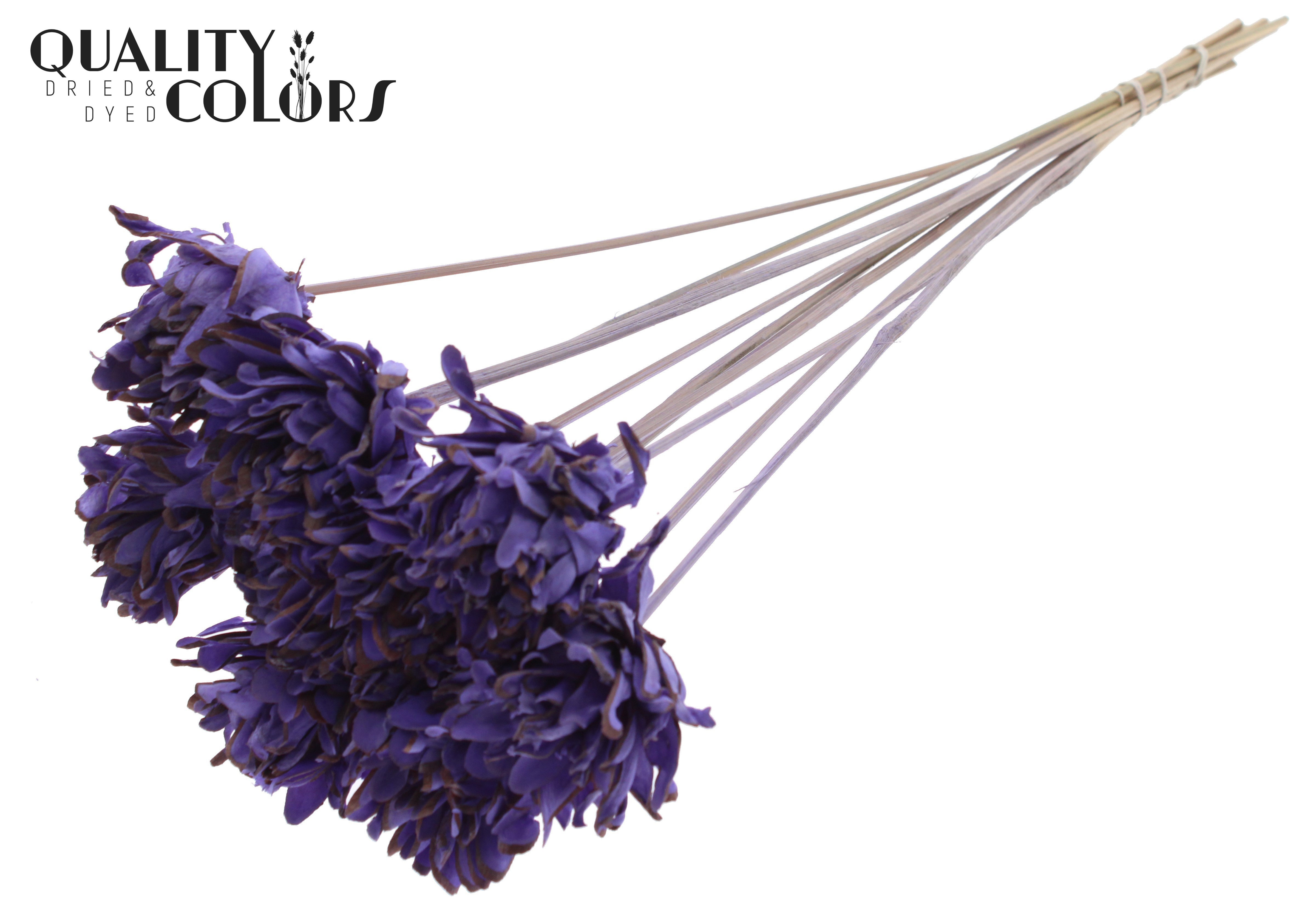 Shola Slice Pine Milka 50cm