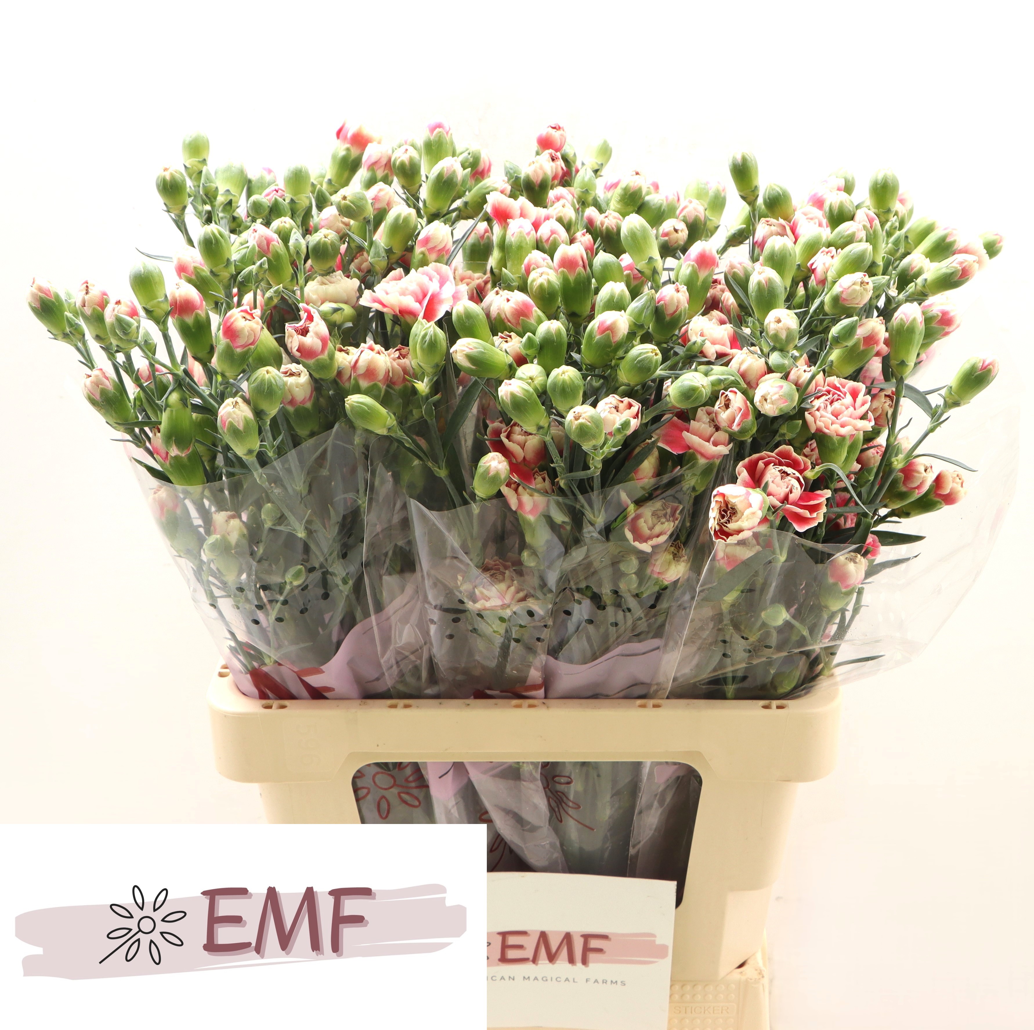 Dianthus Spray Funky 65cm